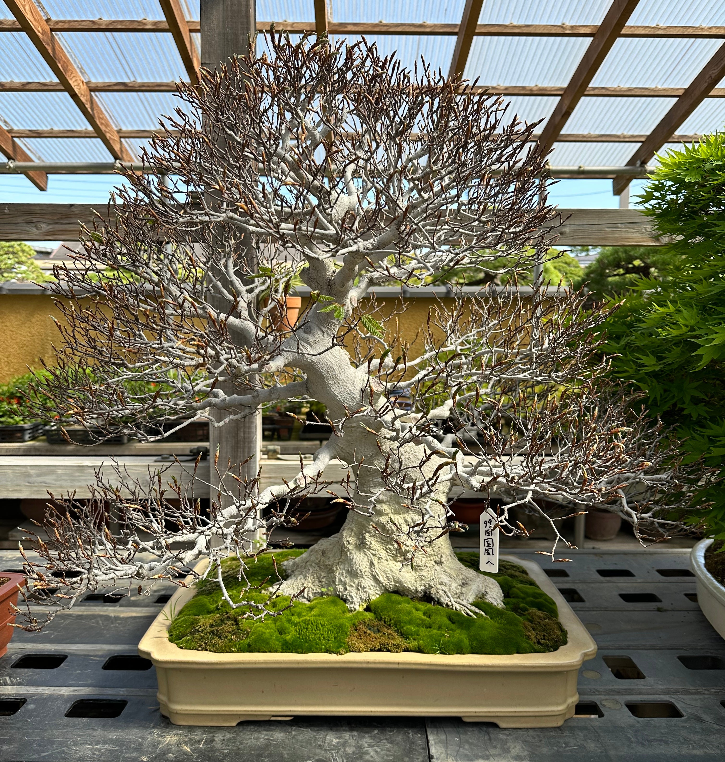Canada Bonsai private sale trees