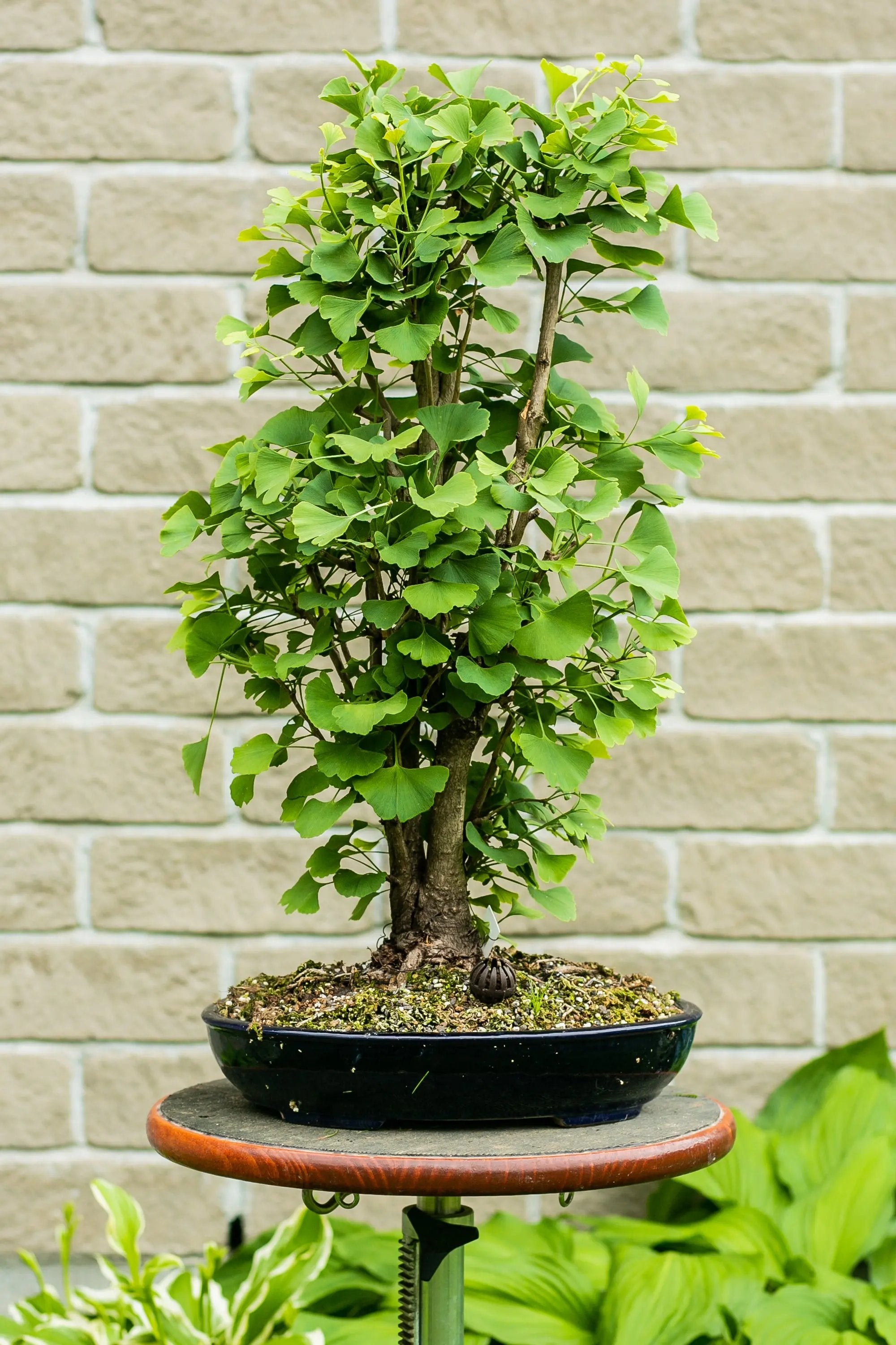 Gingko biloba Canada Bonsai