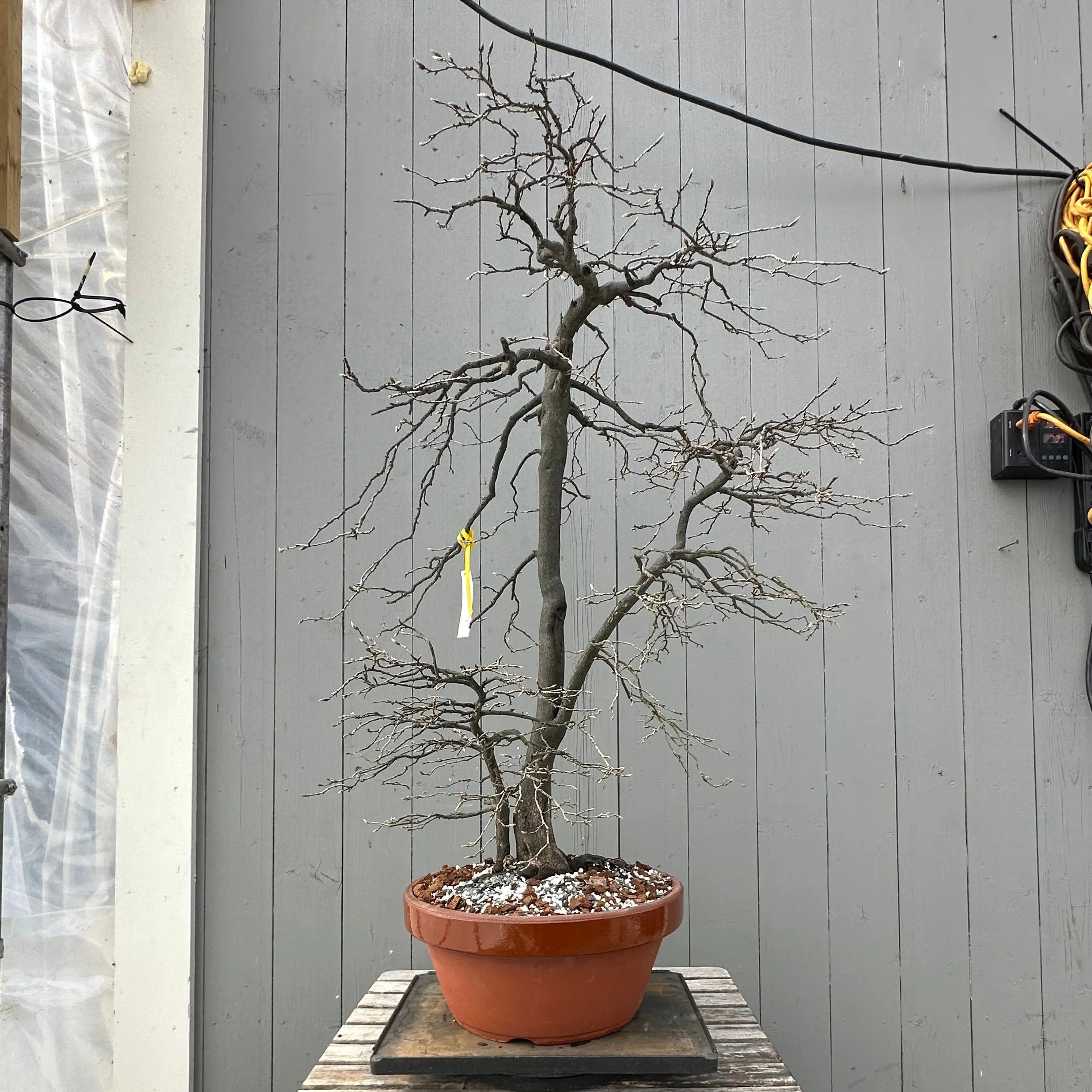 Diospyros rhombifolia #29 'Kimamori' Canada Bonsai