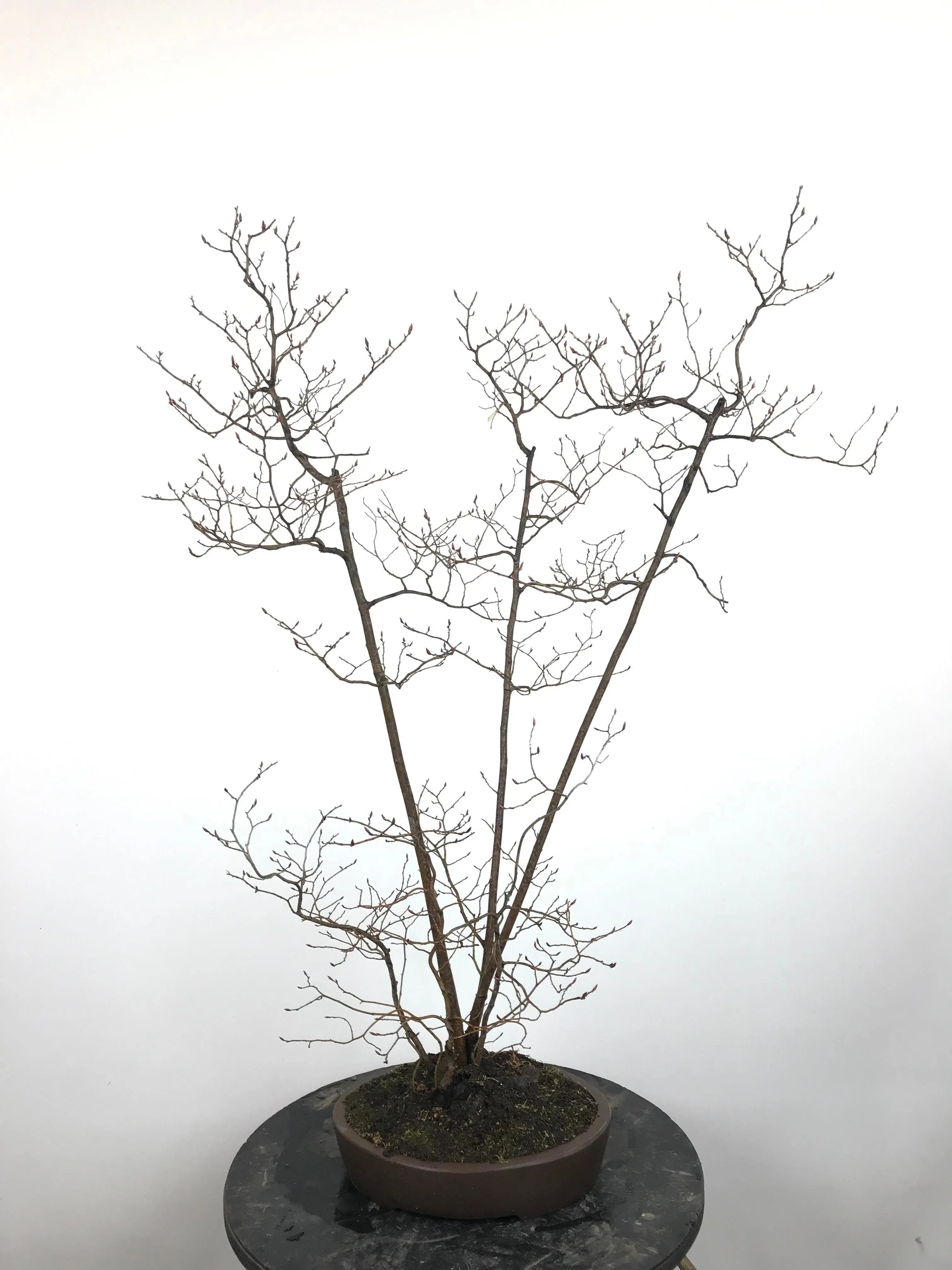 Lindera #2 Canada Bonsai