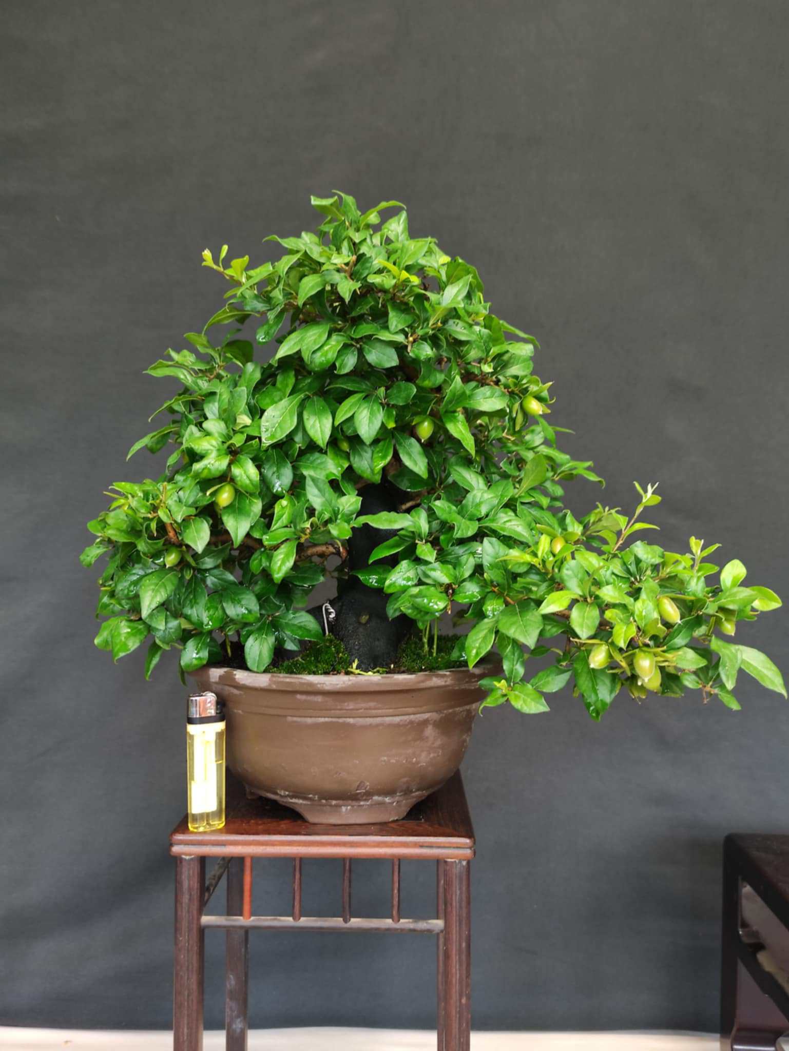 Diospyros rhombifolia