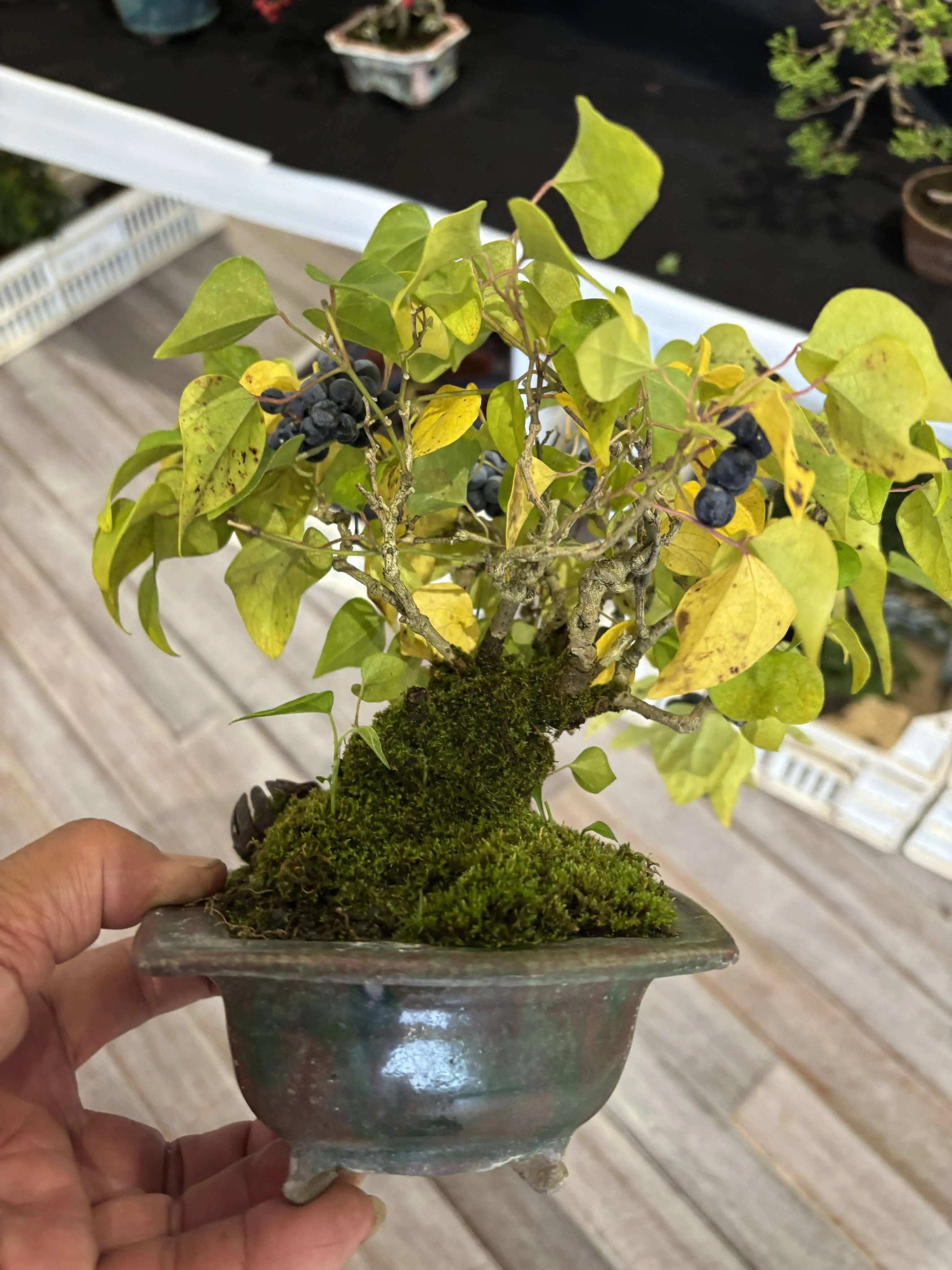 Cocculus orbiculatus Canada Bonsai