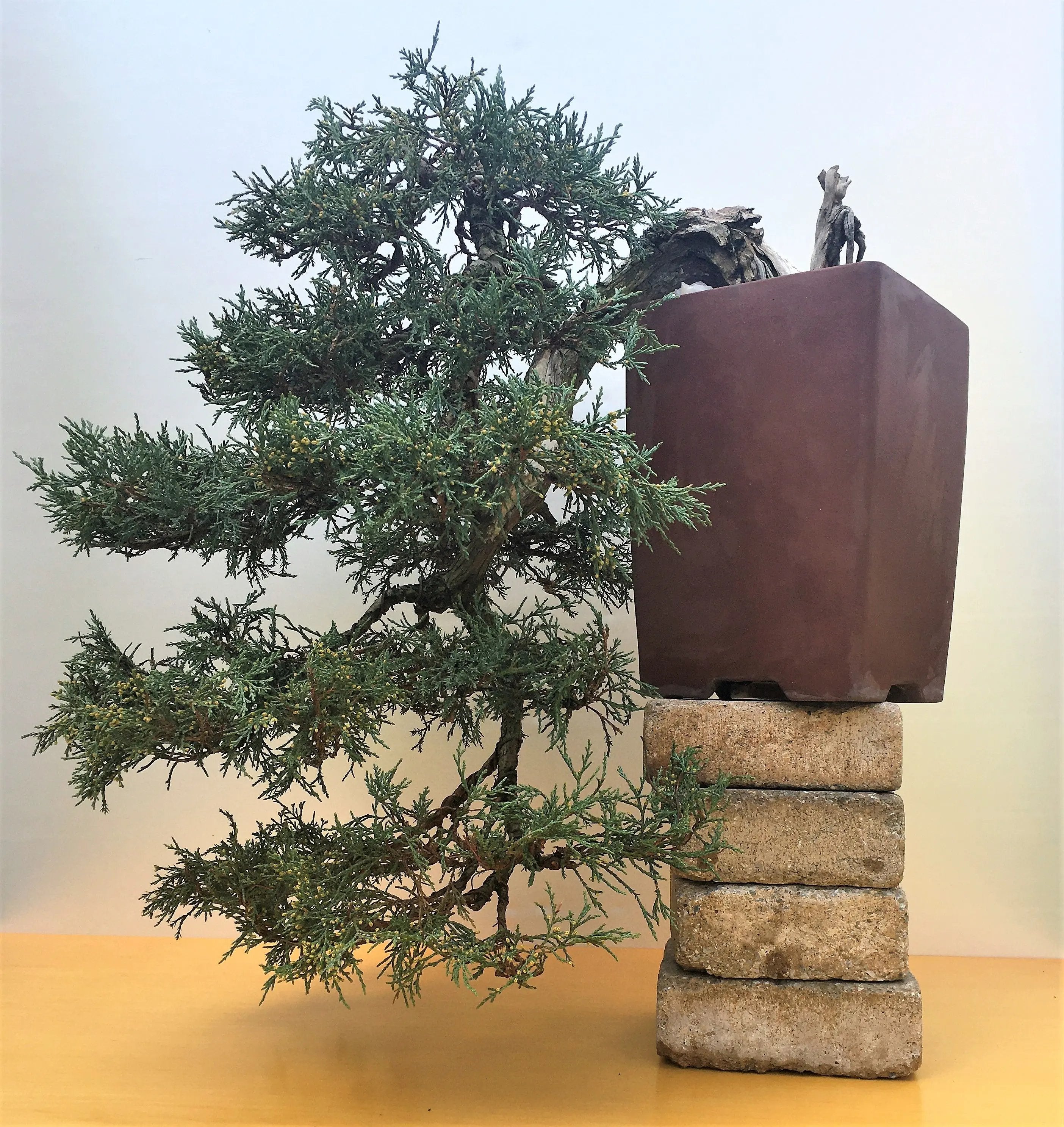 Juniperus scopulorum Canada Bonsai