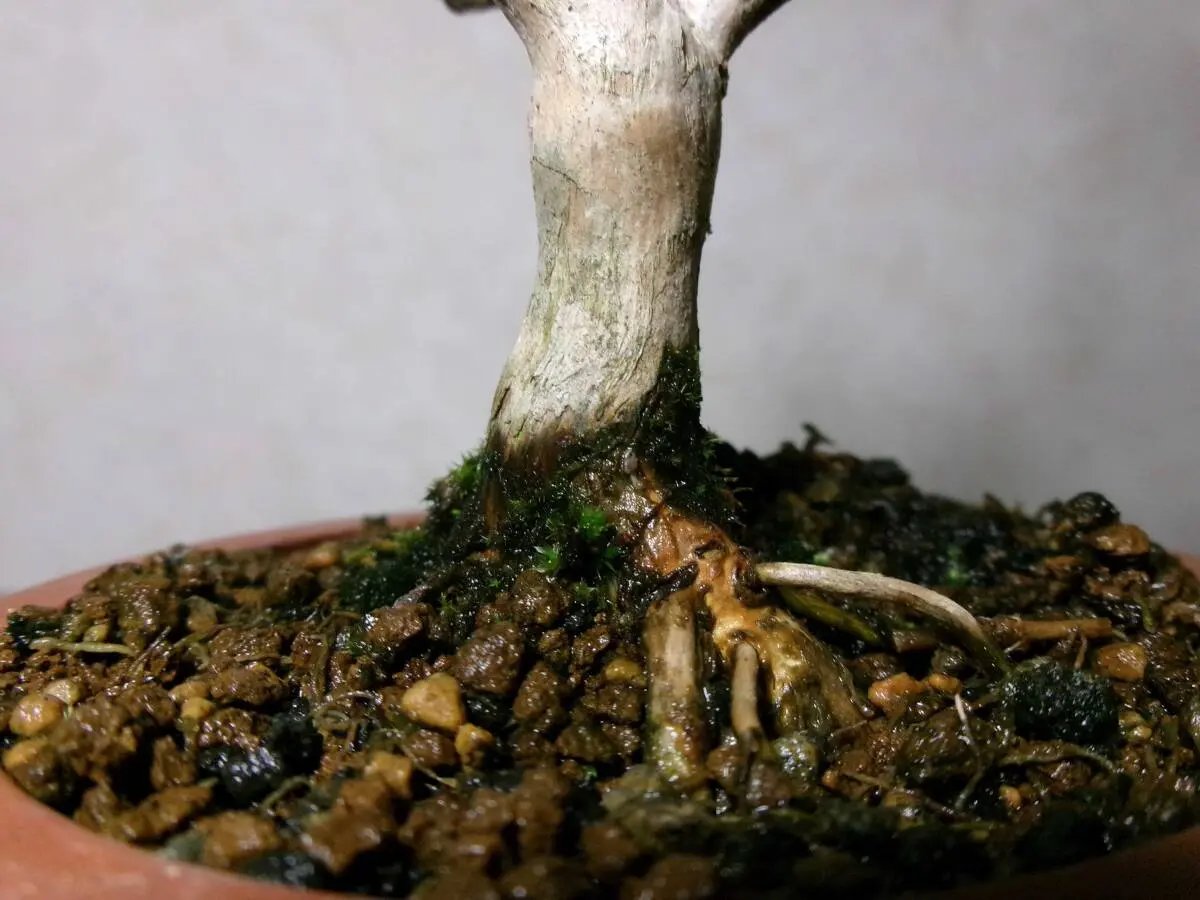 Lonicera gracilipes Canada Bonsai