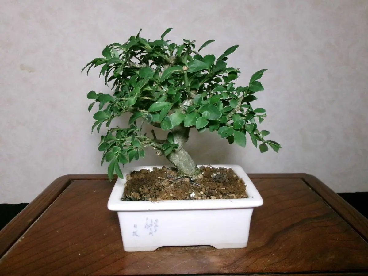 Euonymus Canada Bonsai