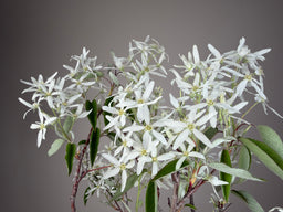 AMELANCHIER