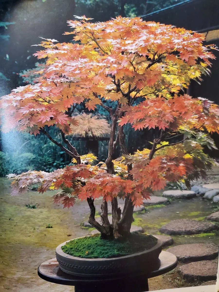 Acer tenuifolium 'Kohauchiwa' Canada Bonsai