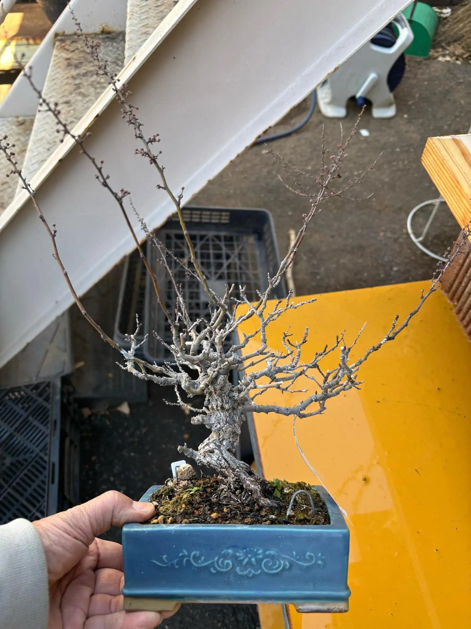 Berchemia racemosa Canada Bonsai
