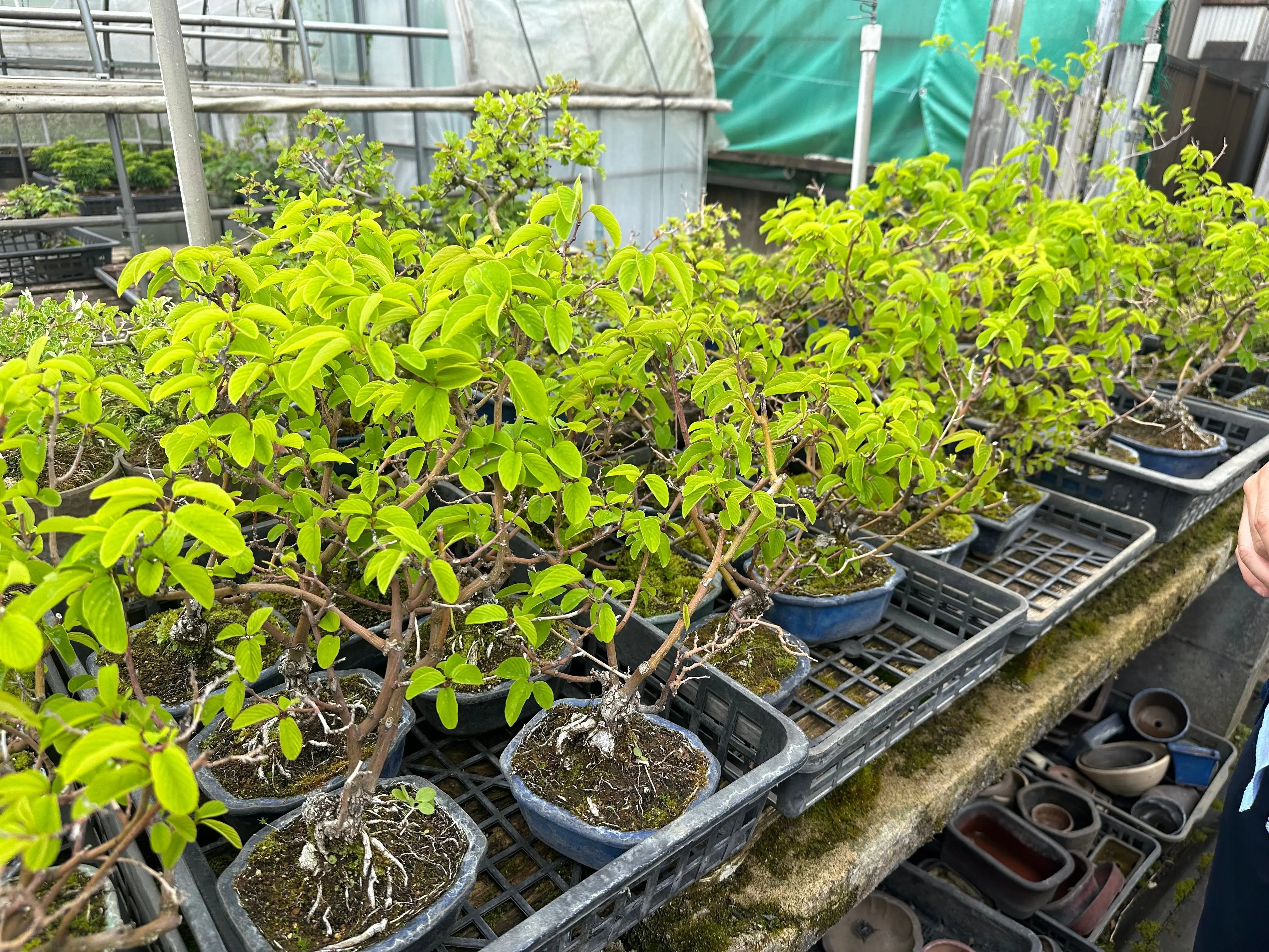 Berchemia racemosa Canada Bonsai