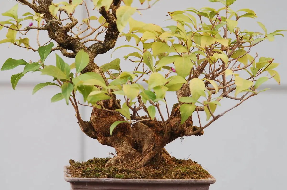 Callicarpa #11 Canada Bonsai