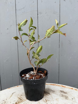 CAMELLIA sinensis