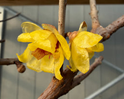 CHIMONANTHUS praecox