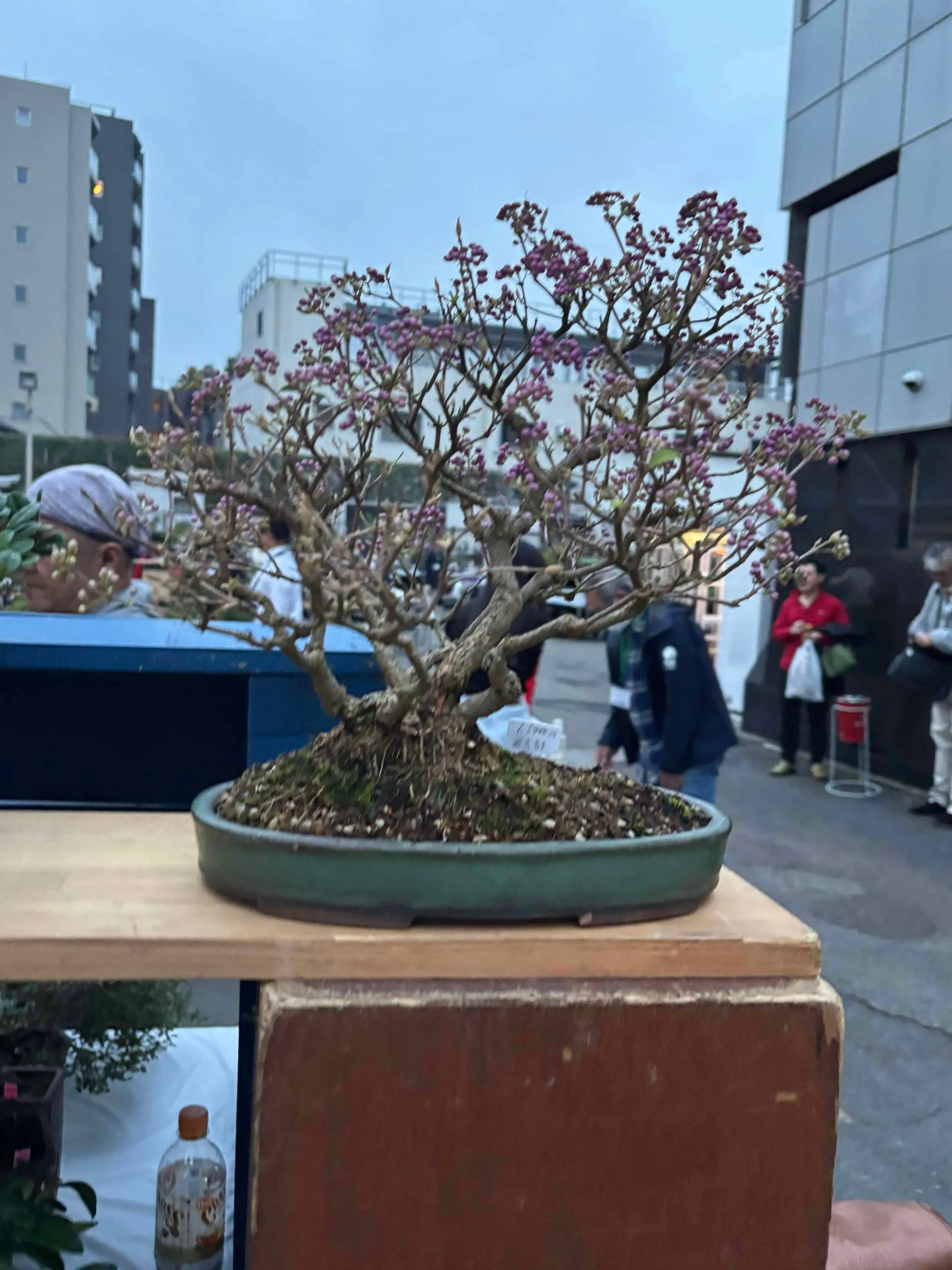 Callicarpa japonica Canada Bonsai