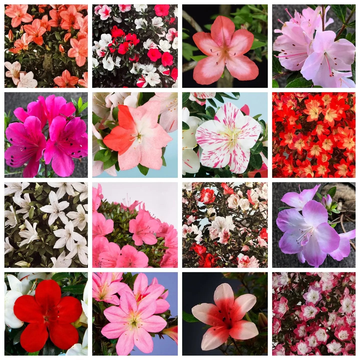 Rhododendron indicum Satsuki Azaleas (Individuals) Canada Bonsai