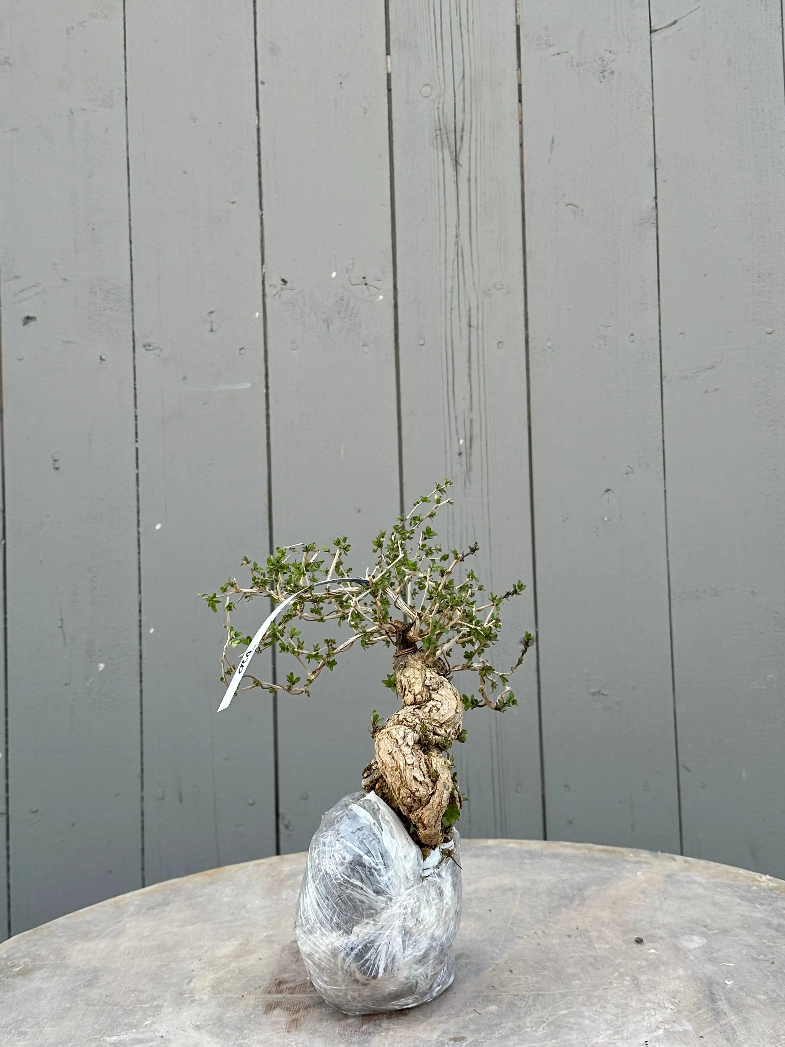 Lycium #5 Canada Bonsai