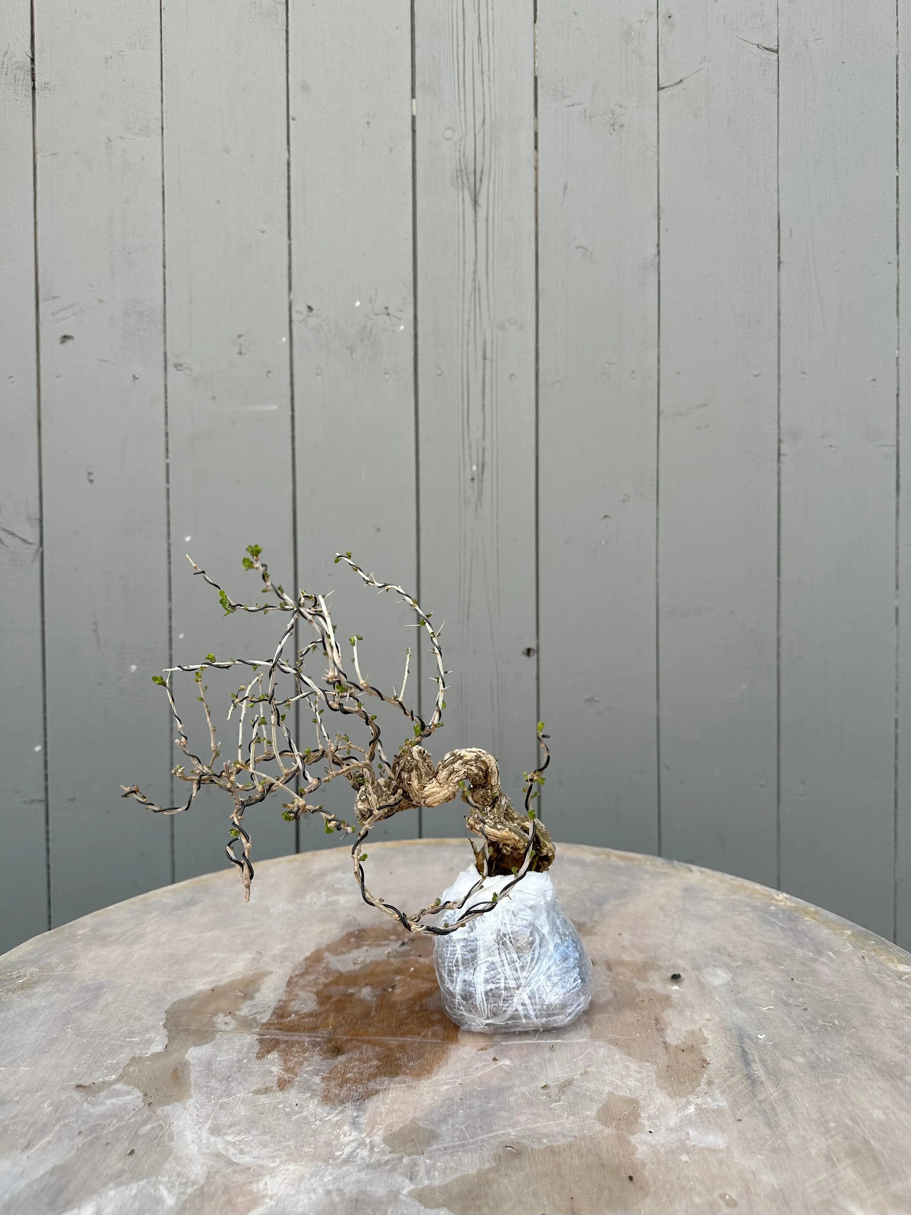 Lycium #4 Canada Bonsai