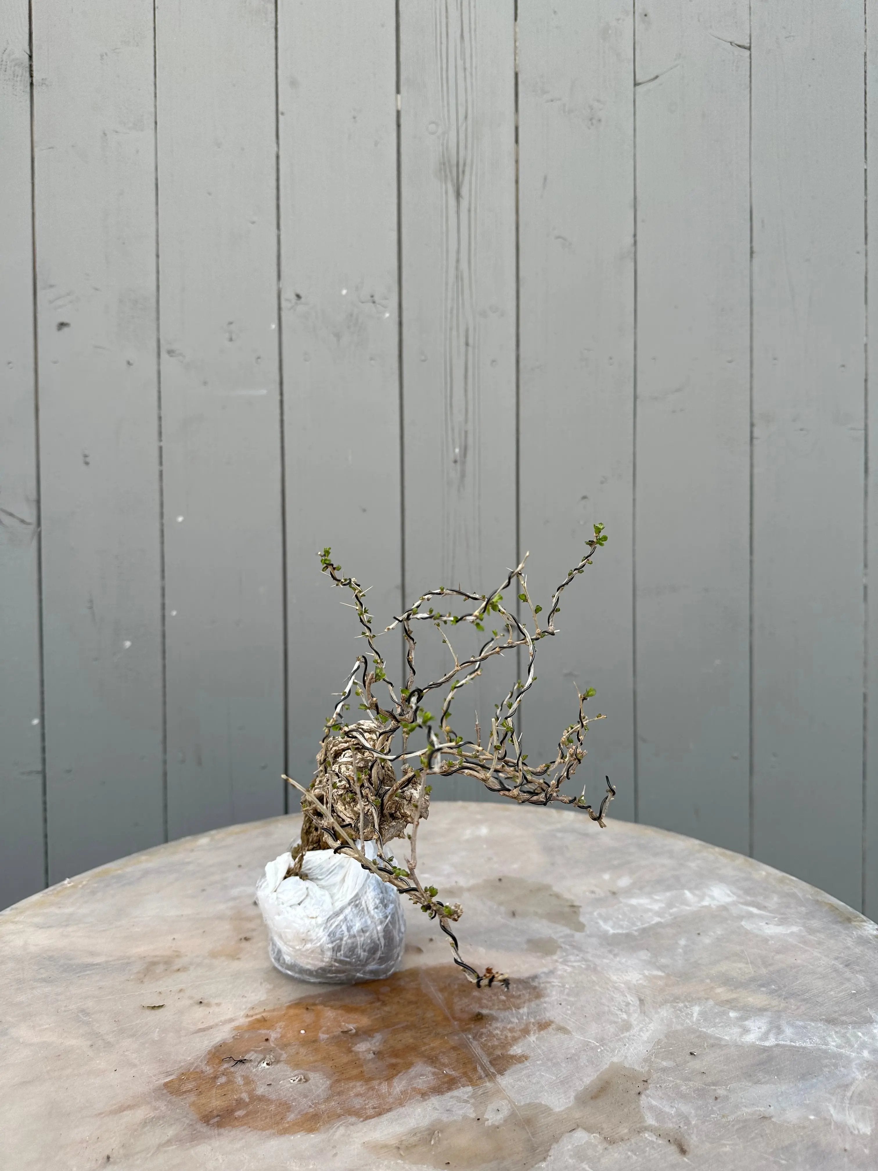 Lycium #4 Canada Bonsai