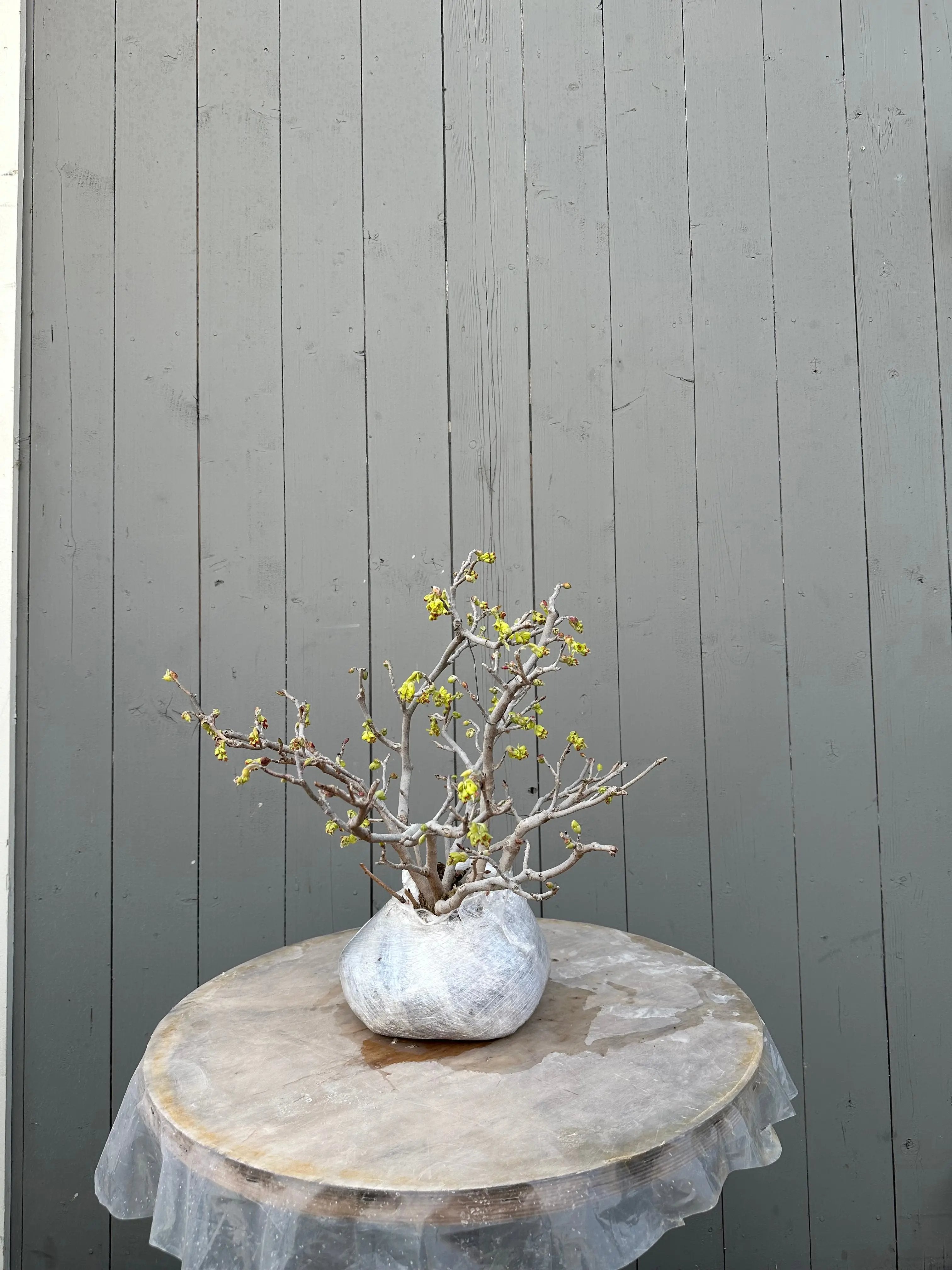 Corylopsis spicata Canada Bonsai