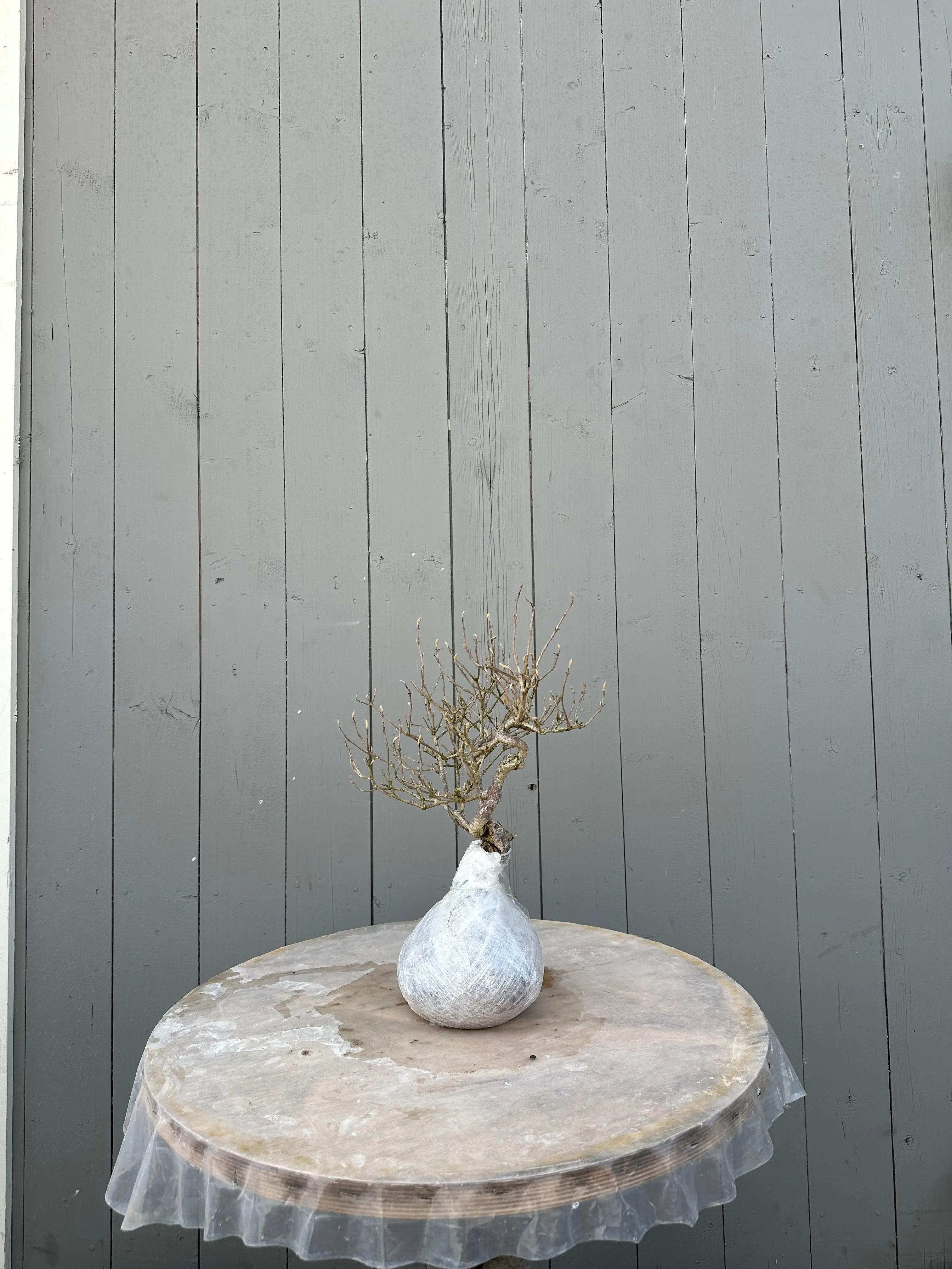 Callicarpa #12 Canada Bonsai