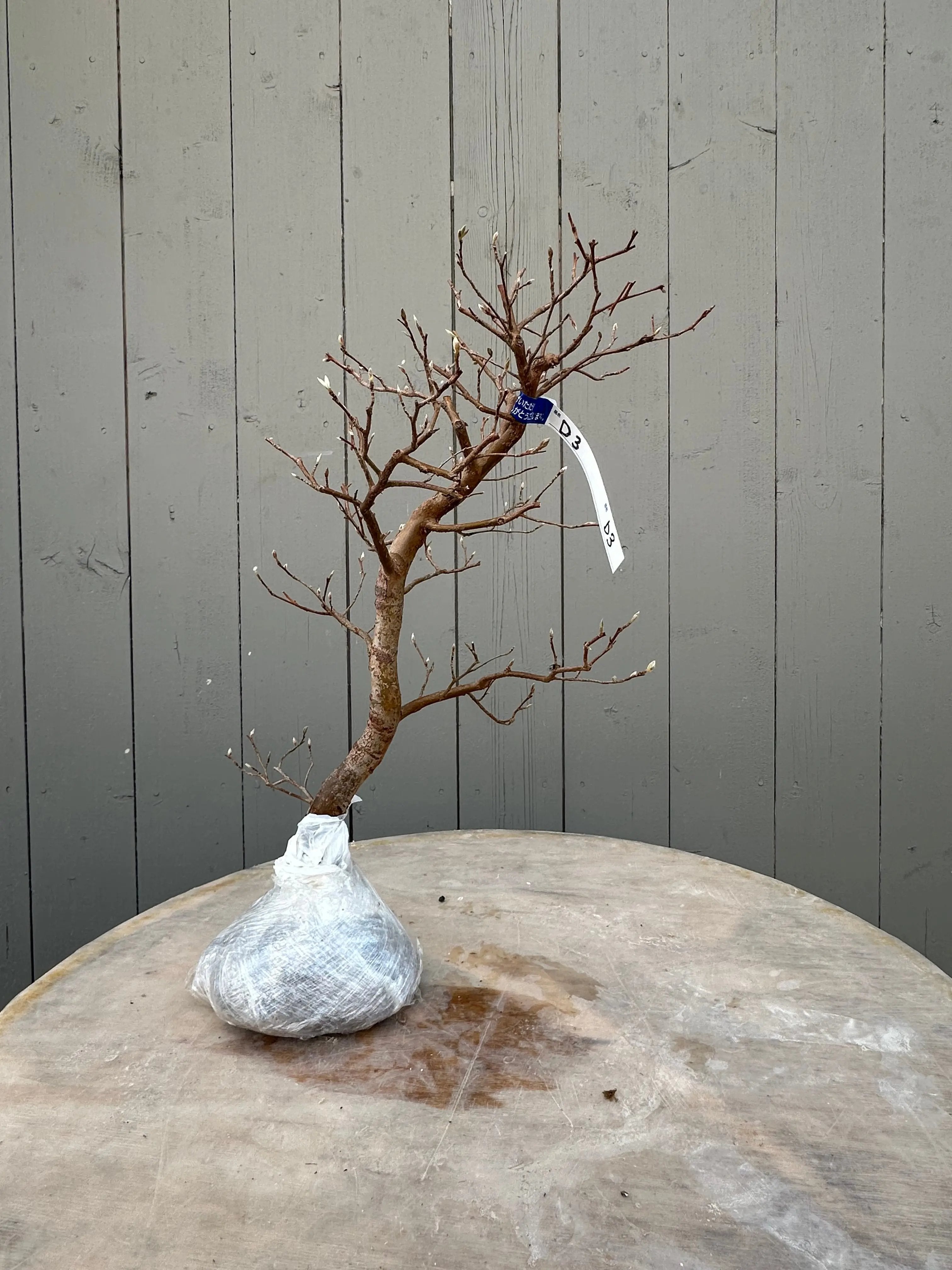 Stewartia #9 Canada Bonsai