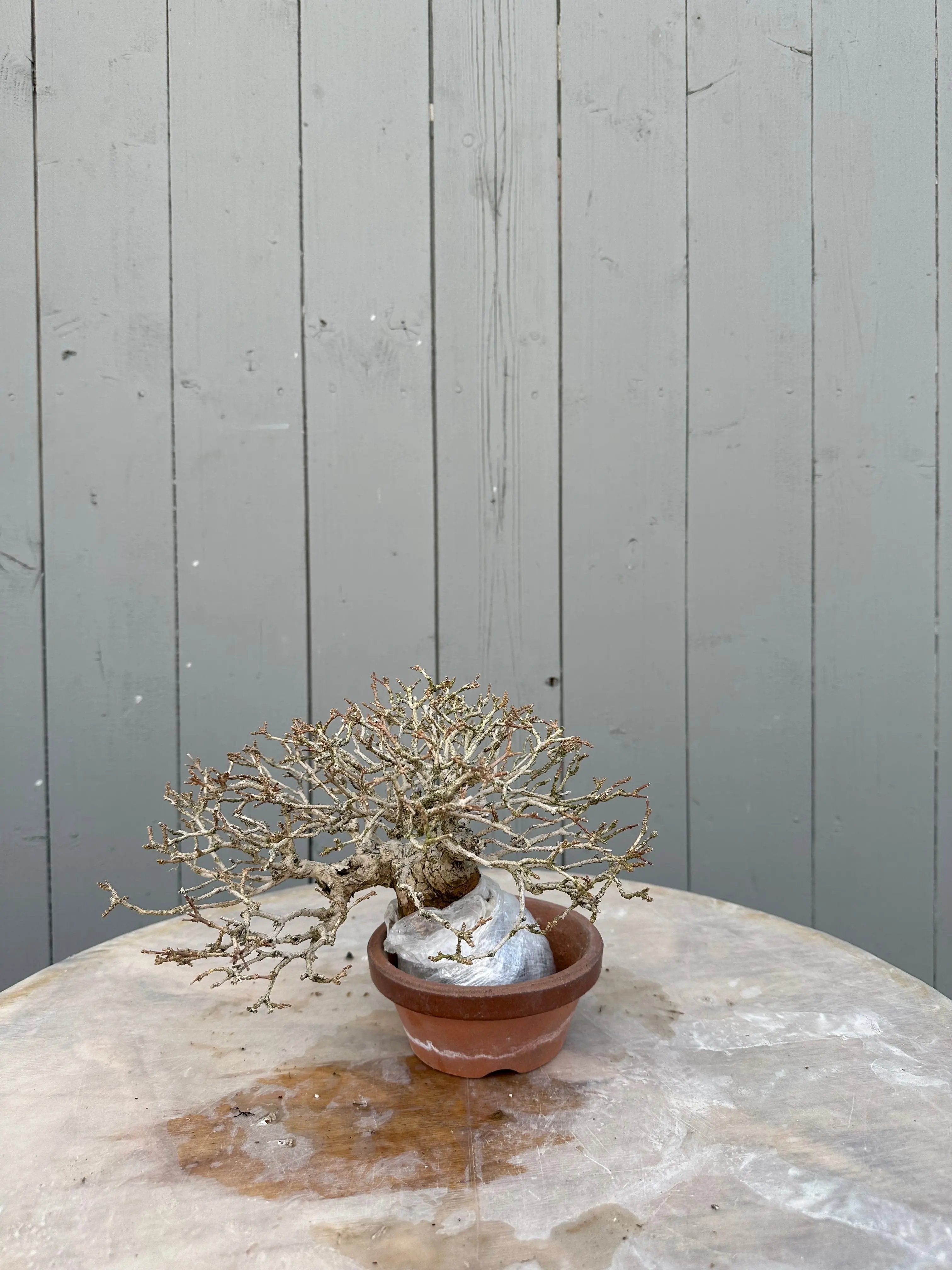 Premna japonica Canada Bonsai