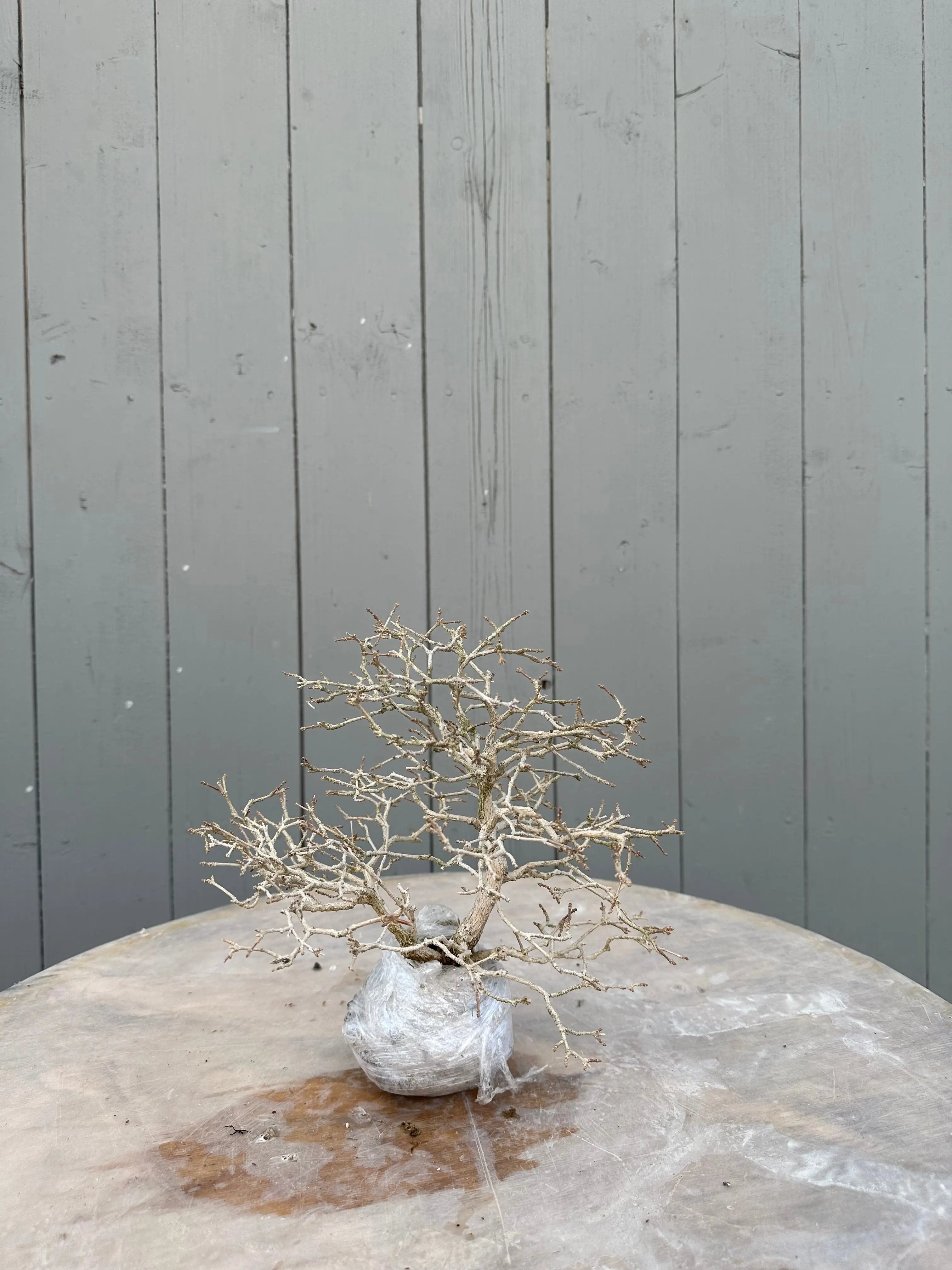 Premna japonica #5 Canada Bonsai