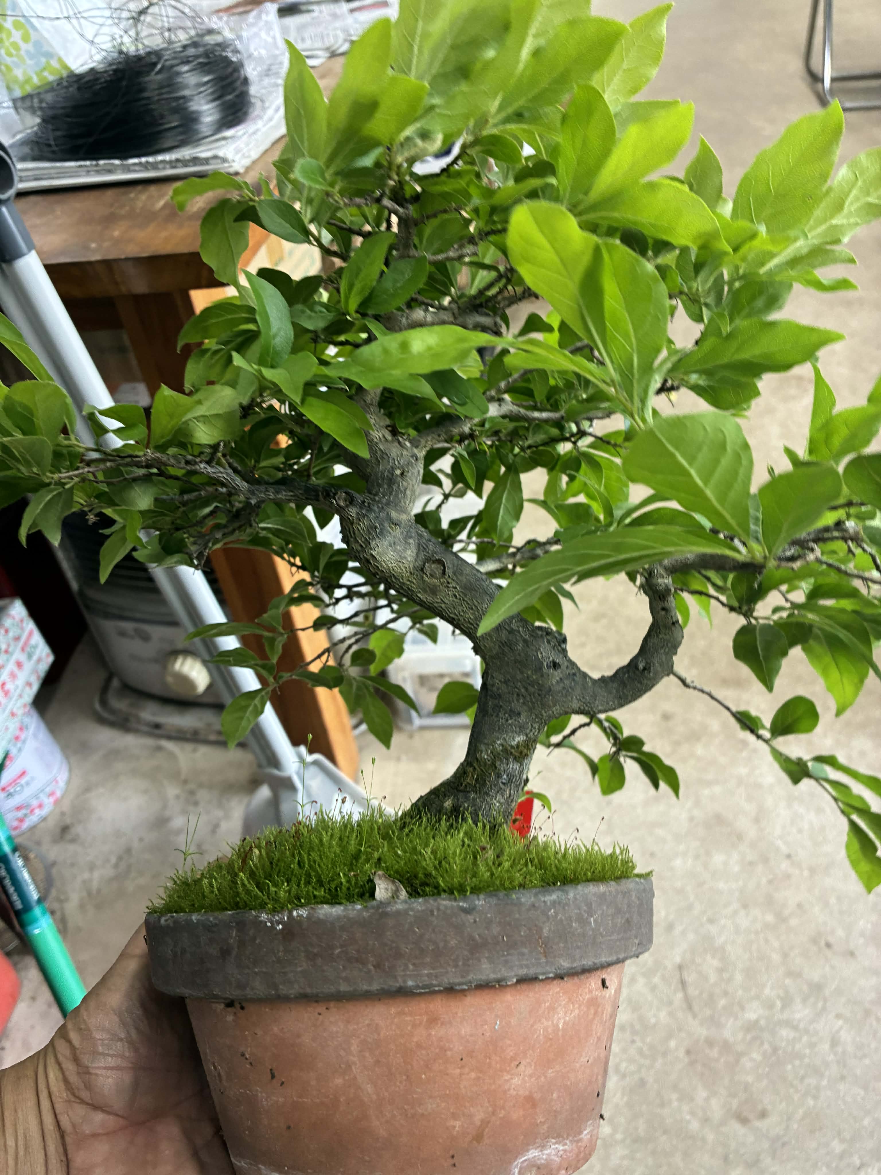 Diospyros (male)