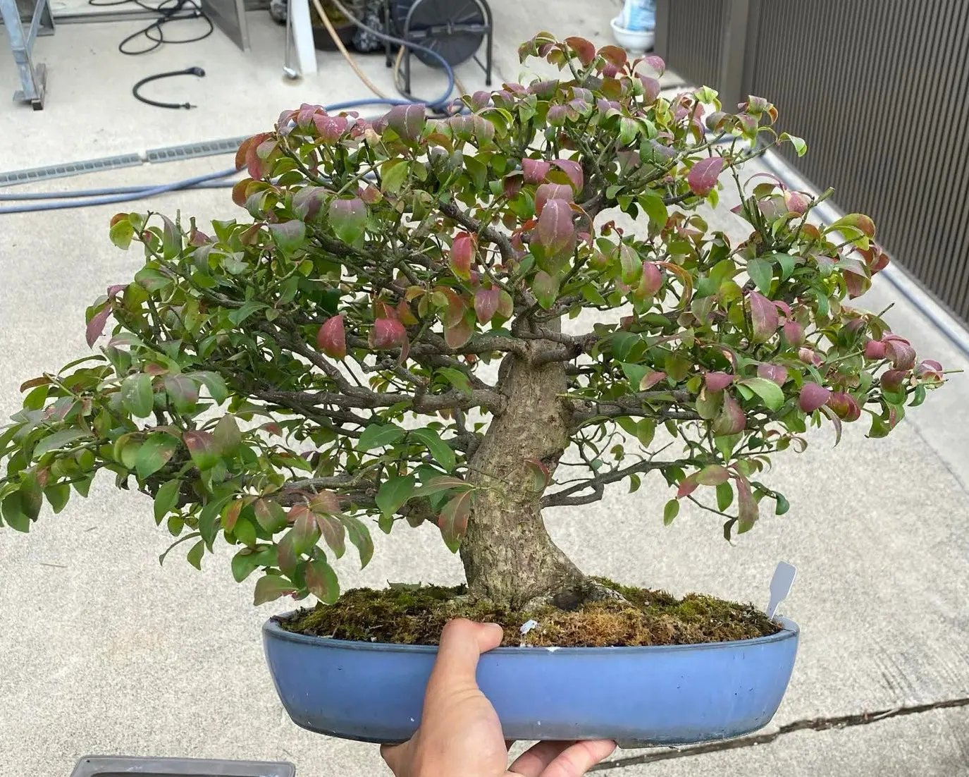 Euonymus Canada Bonsai