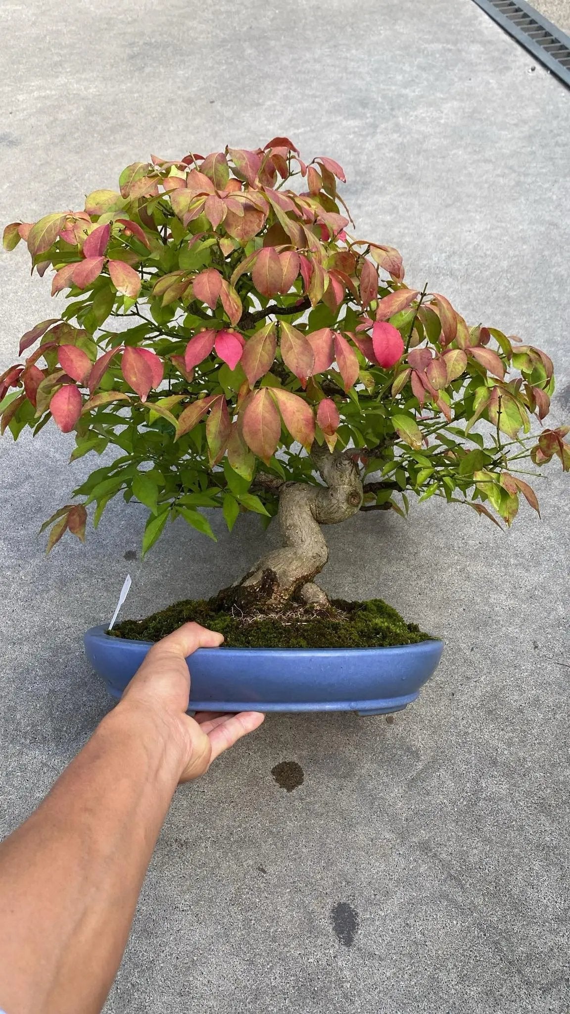 Euonymus Canada Bonsai