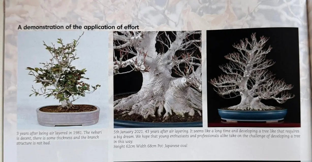 Fagus crenata Canada Bonsai