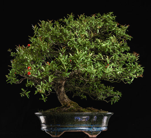 Punica granatum Neji-kan