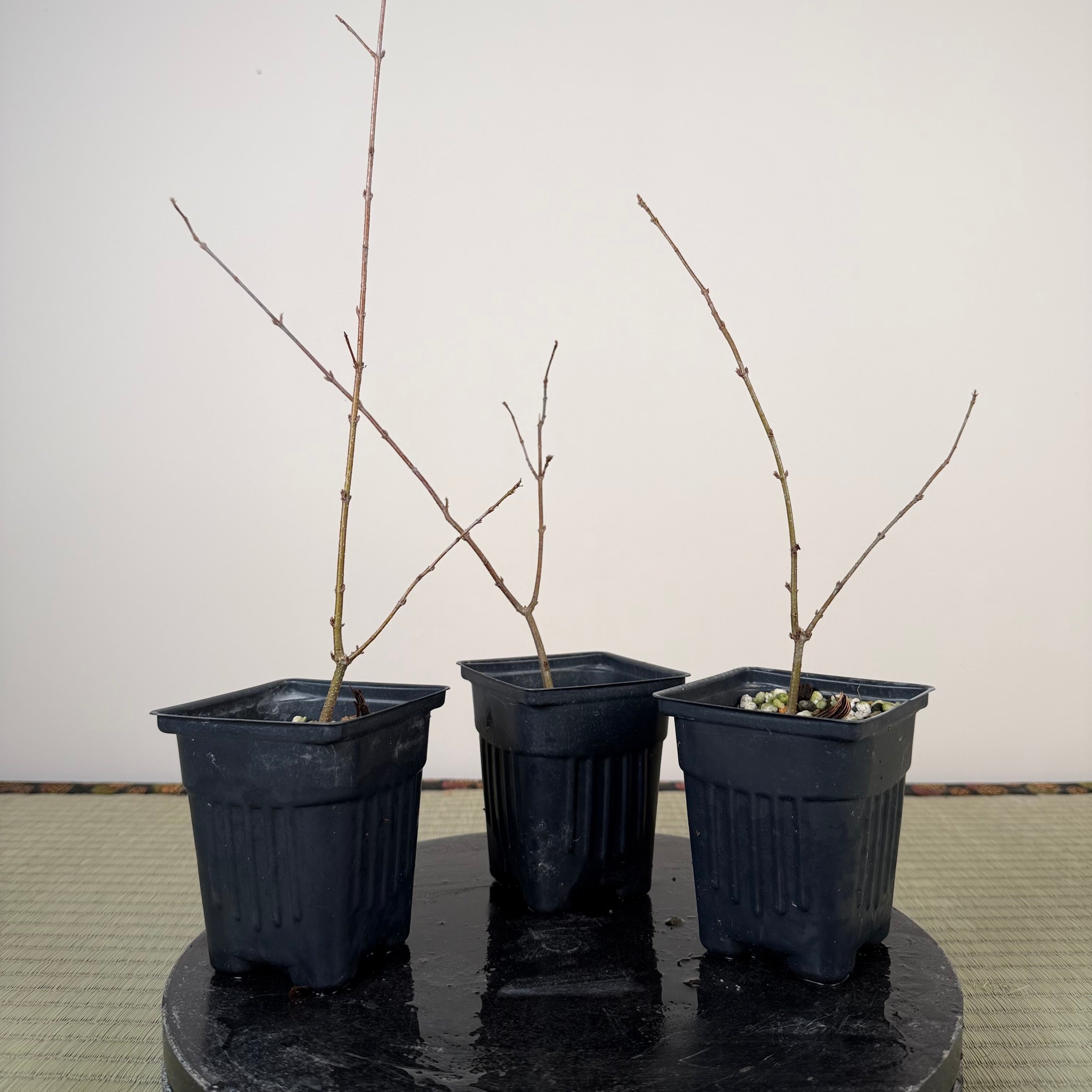 Styrax japonicus (fleur blanche)