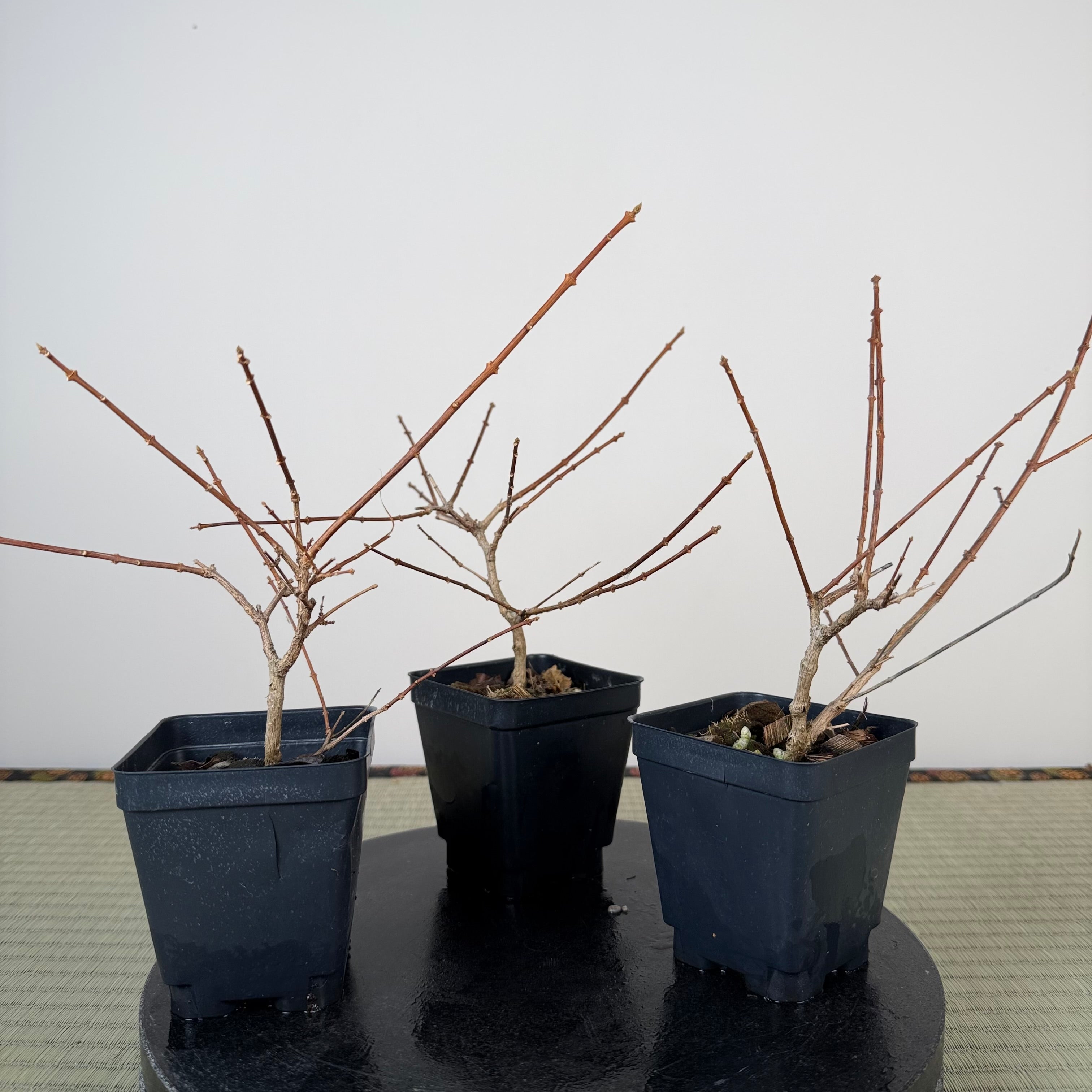 Premna japonica (small)