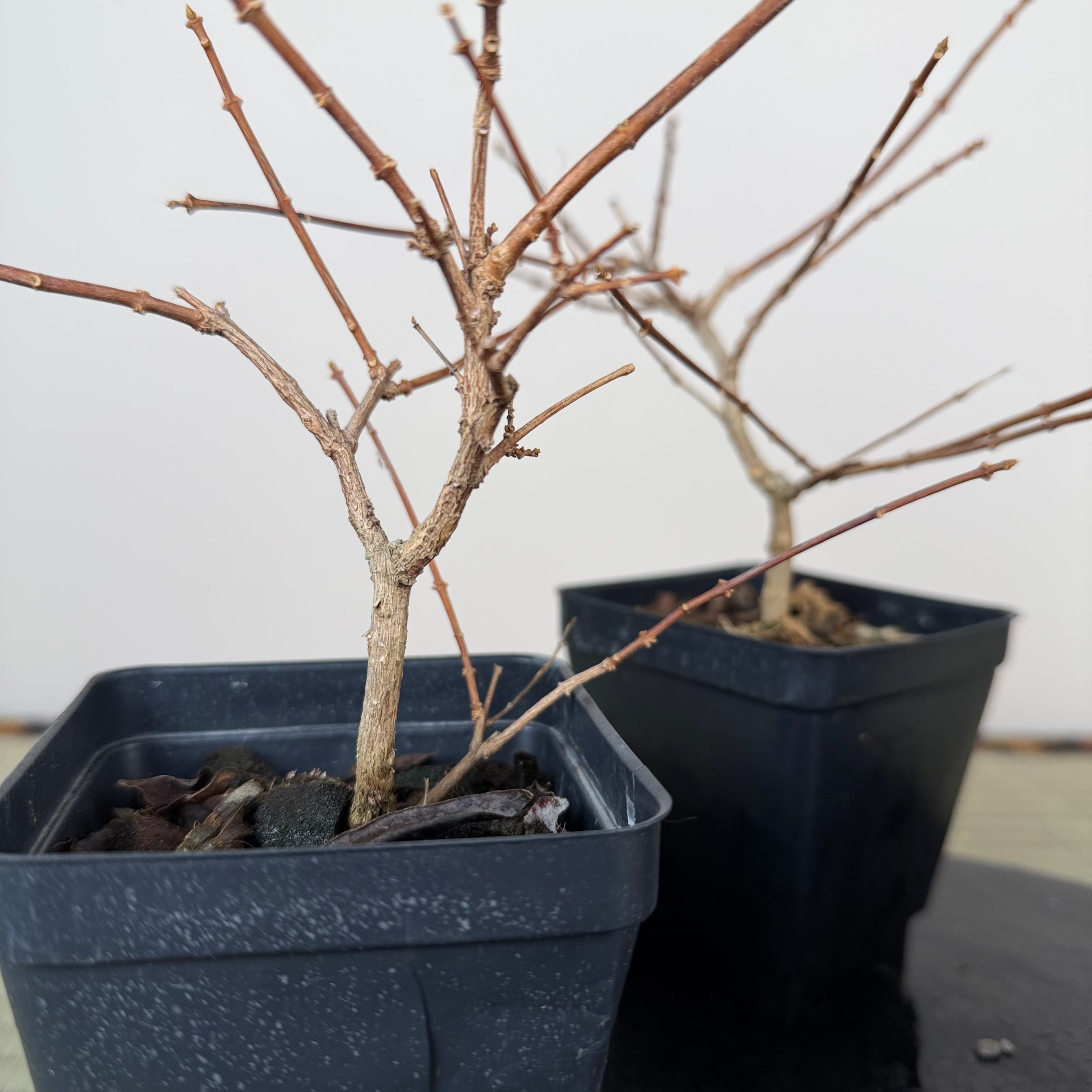 Premna japonica (small)
