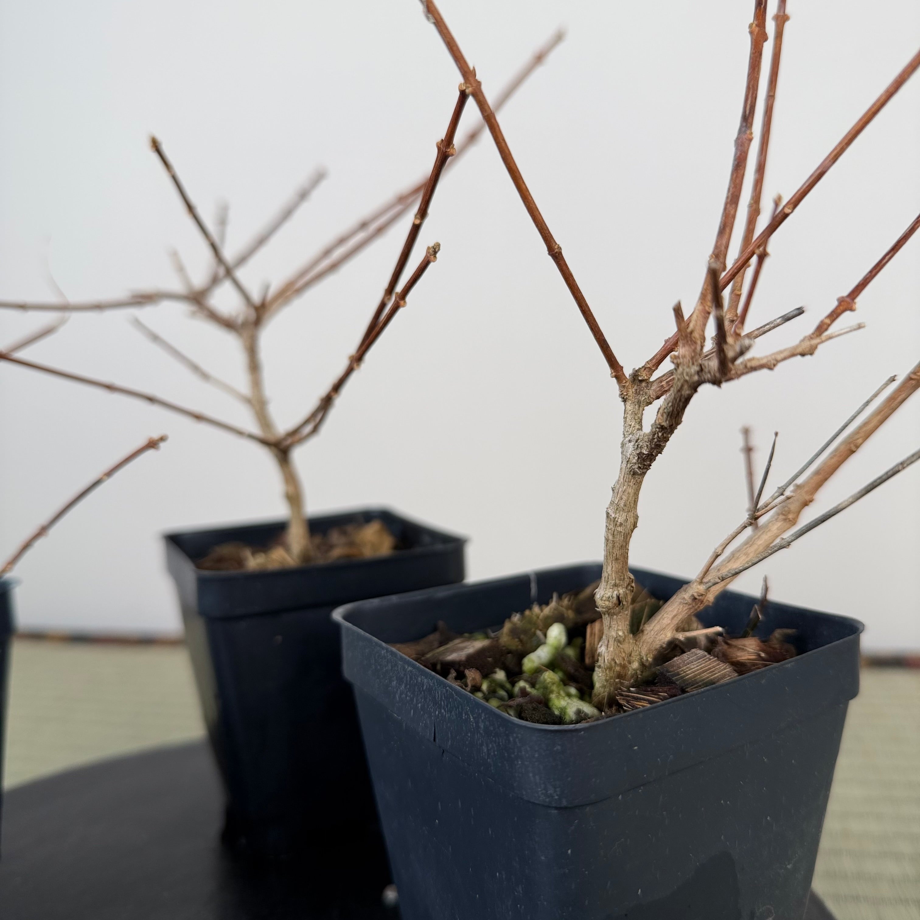 Premna japonica (small)
