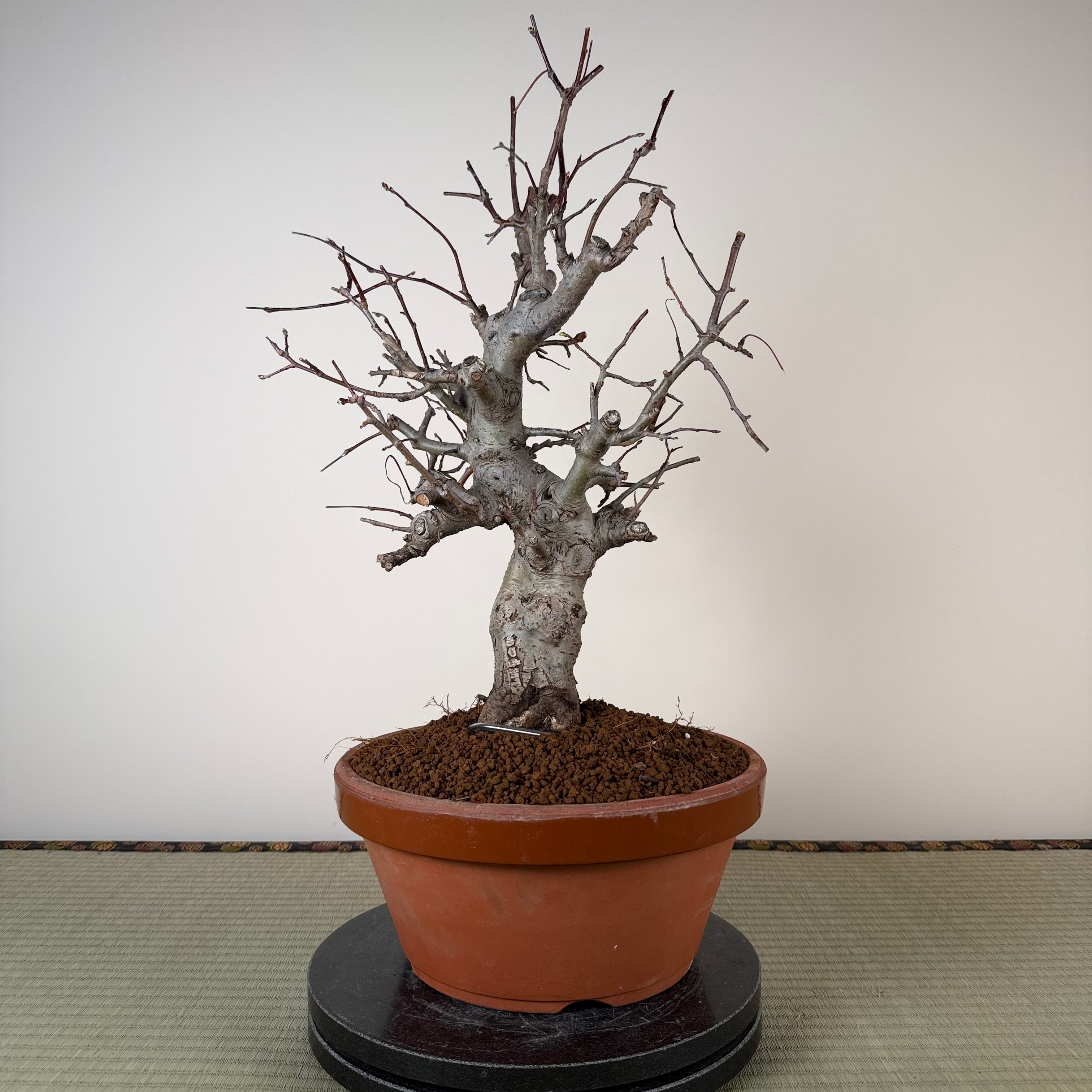 Malus 'Hime Ringo'