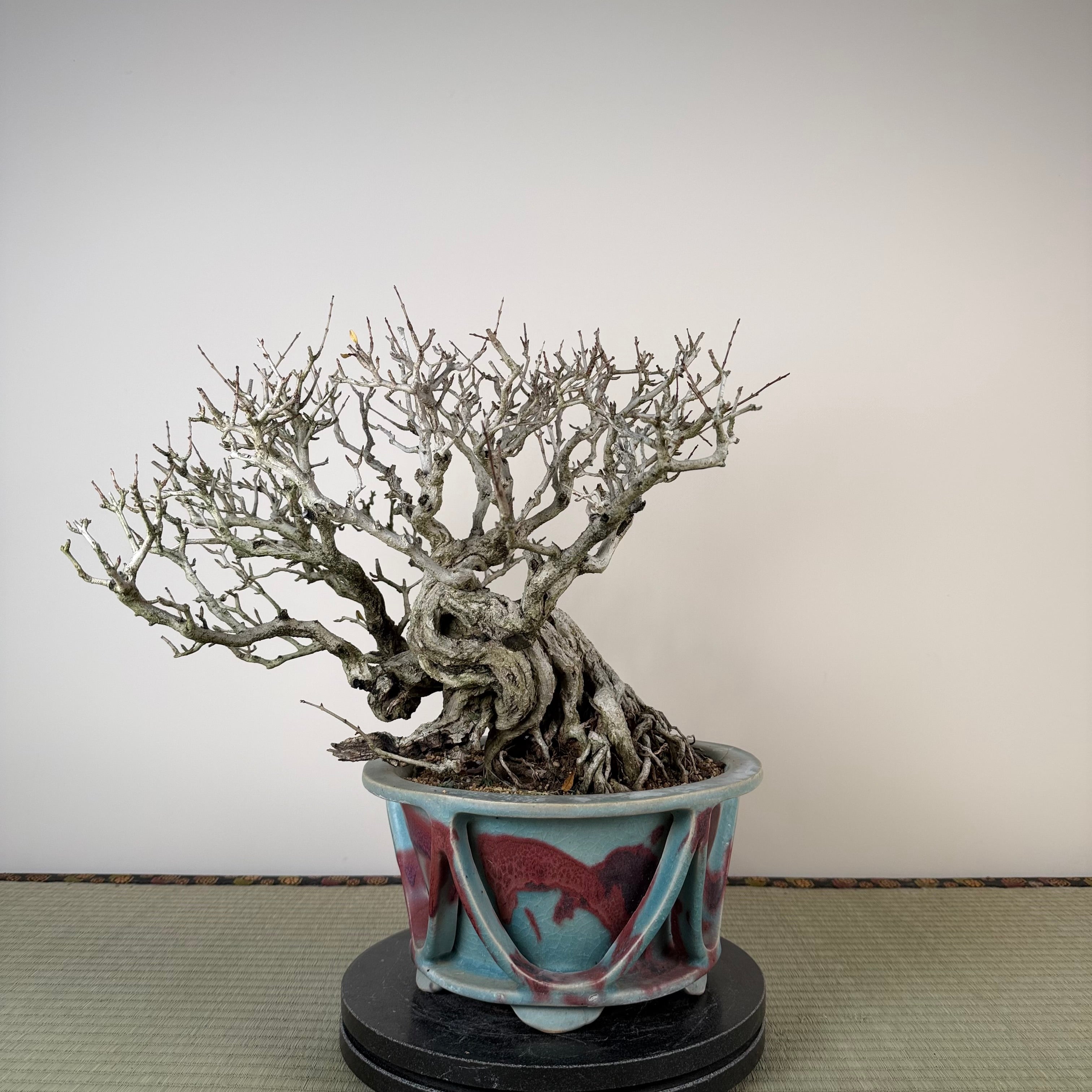 Punica granatum 25th Anniversary Gafu-ten