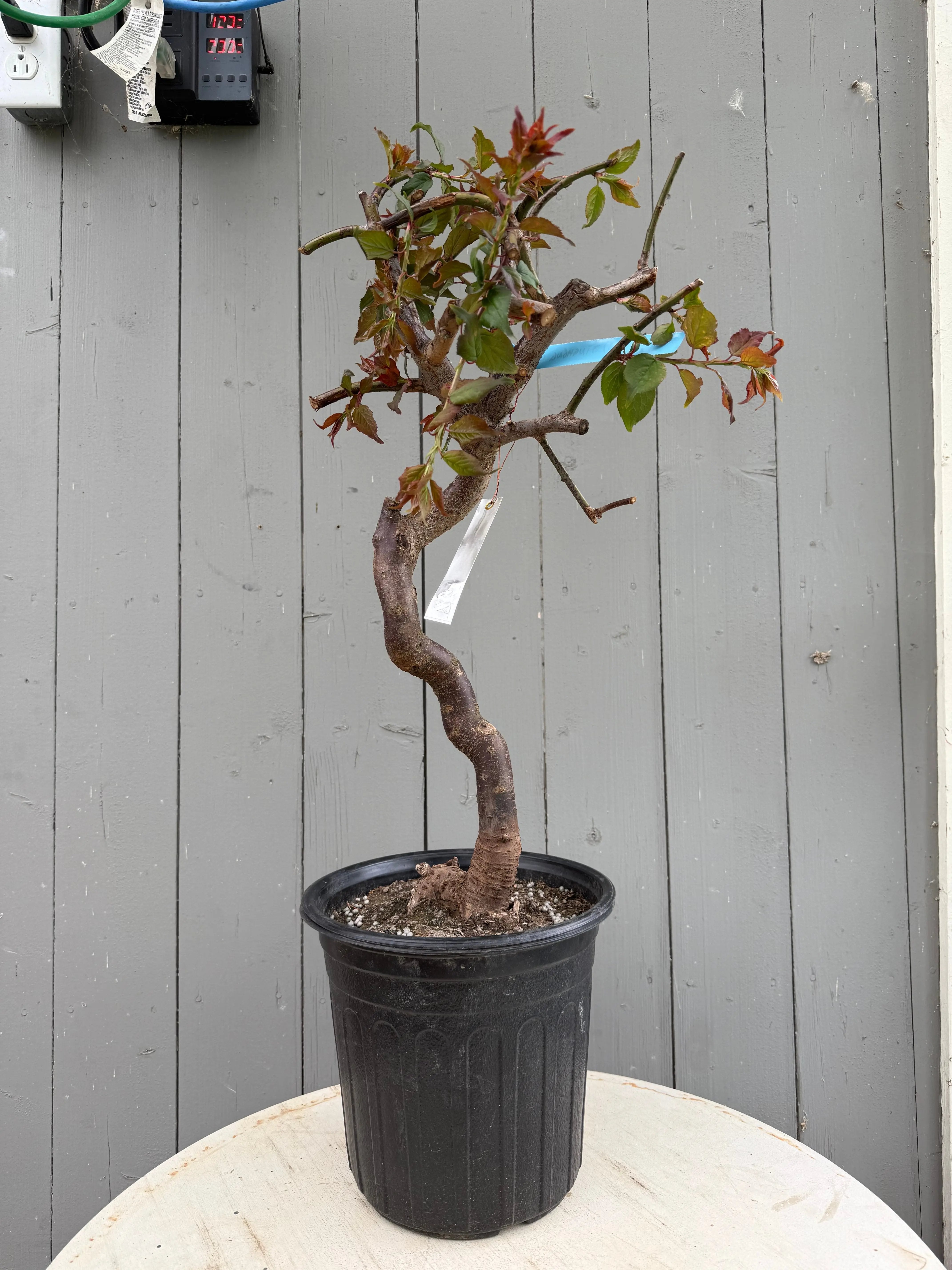 Prunus mume 'Jǐnghóng chuízhīméi' (weeping) Canada Bonsai
