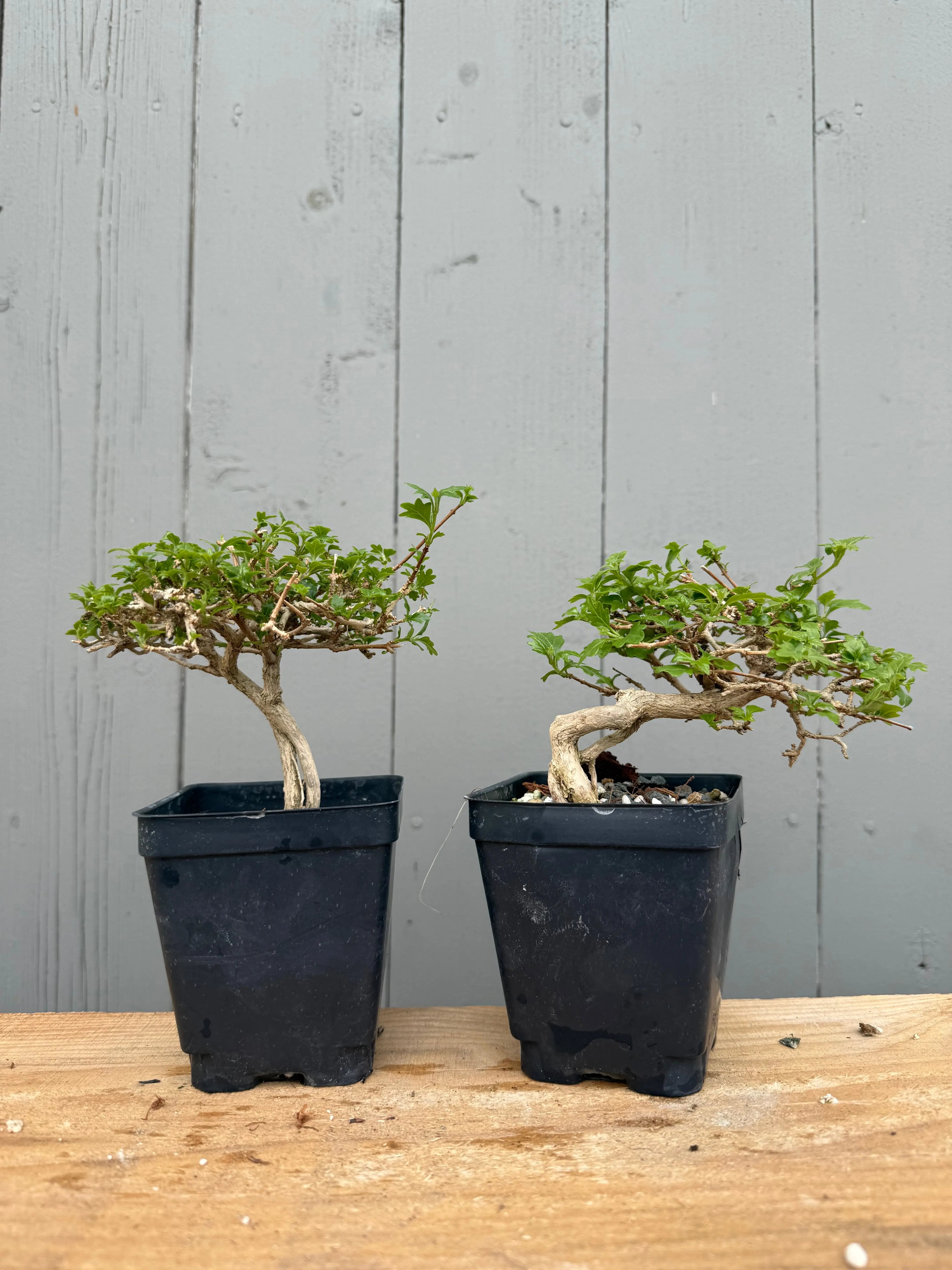 Premna japonica (medium) Canada Bonsai