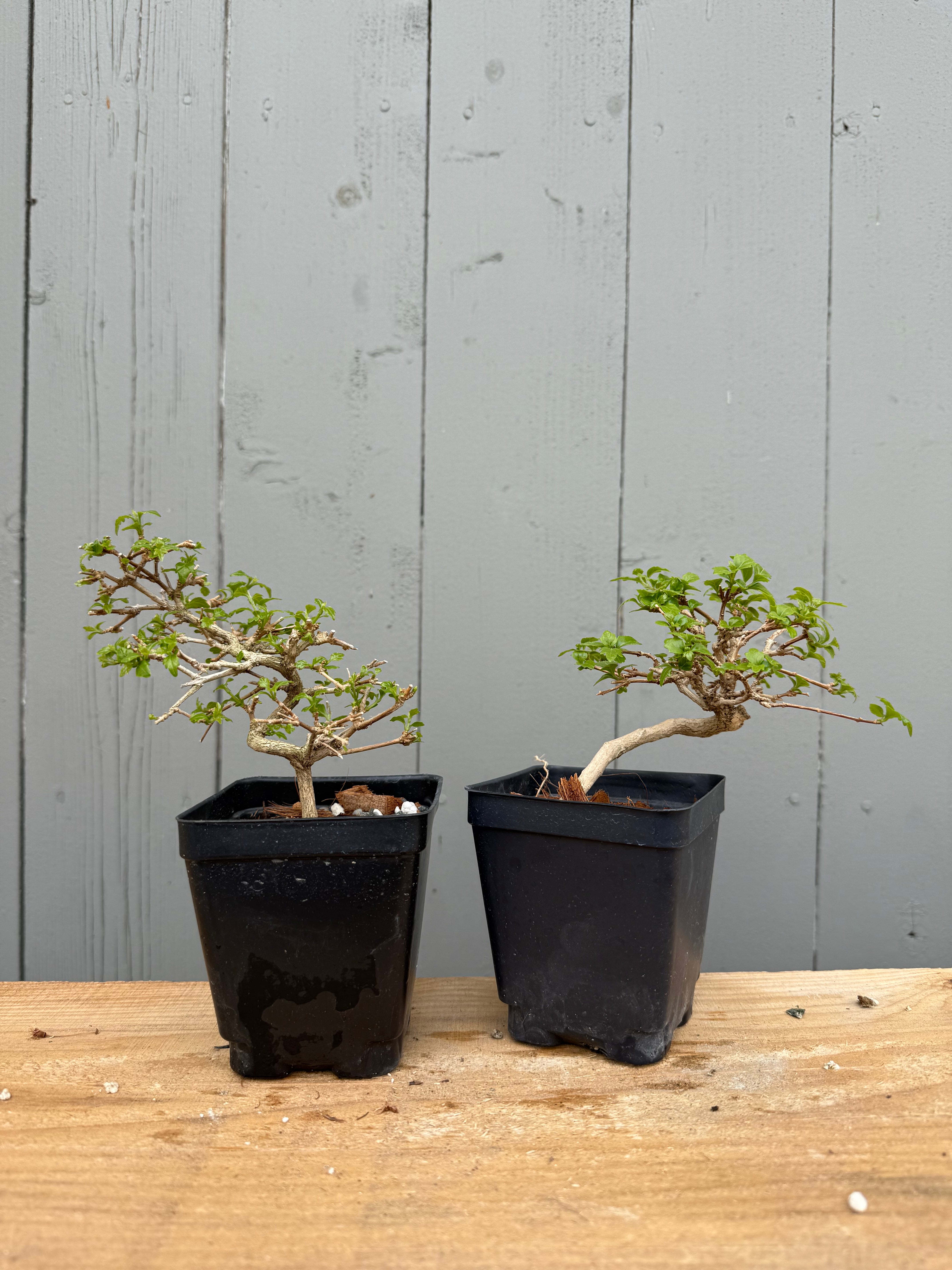 Premna japonica (small)