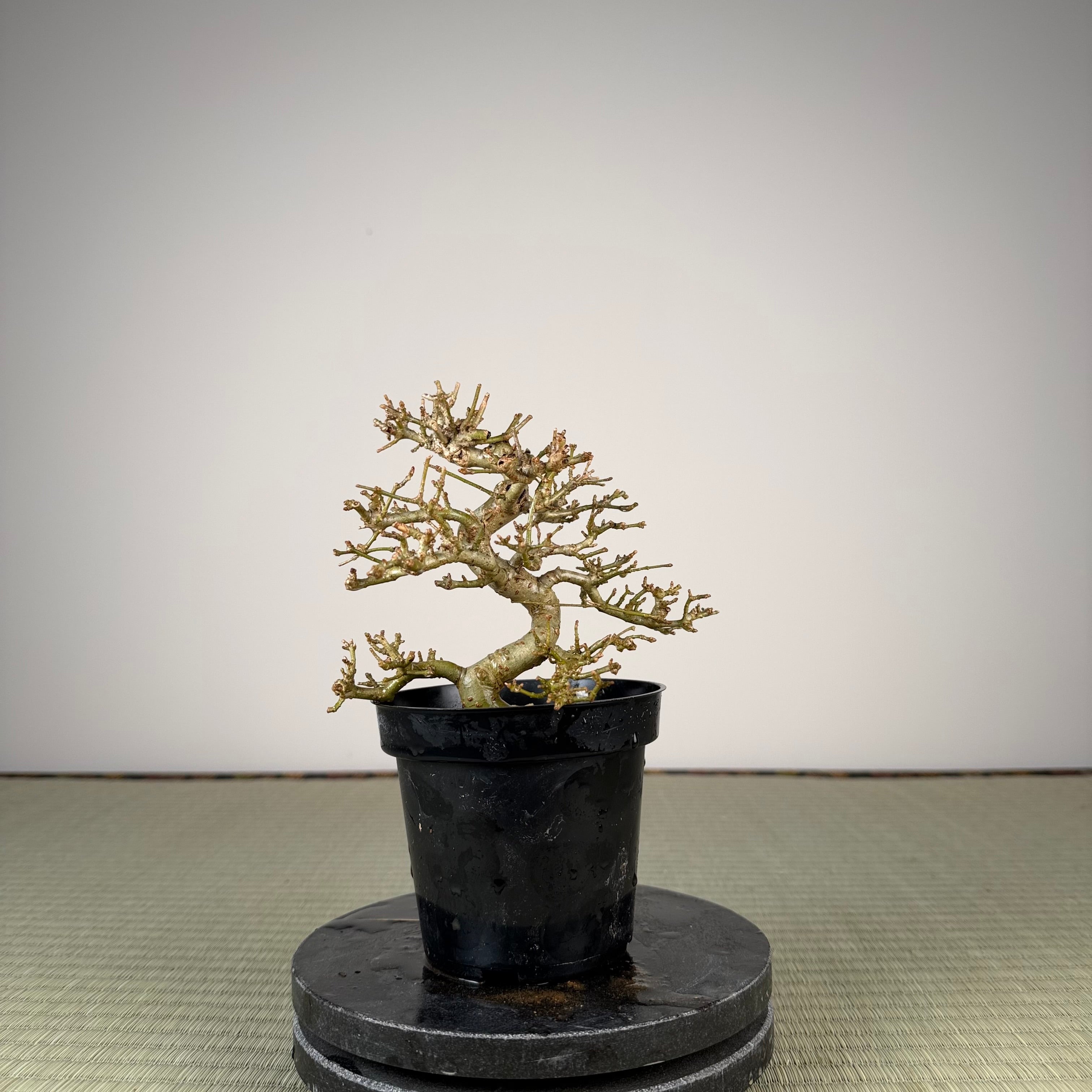 Ligustrum Arakawa *Voir note*