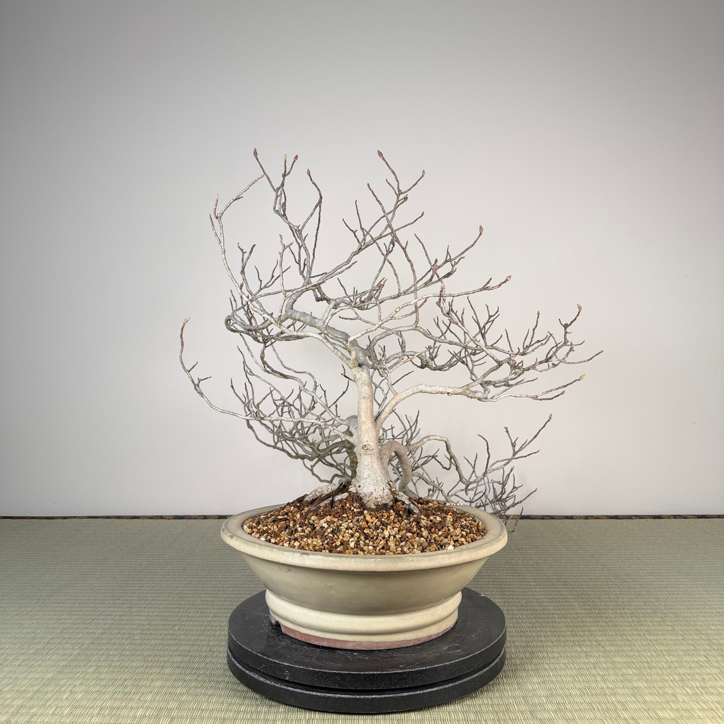 Magnolia (violet)