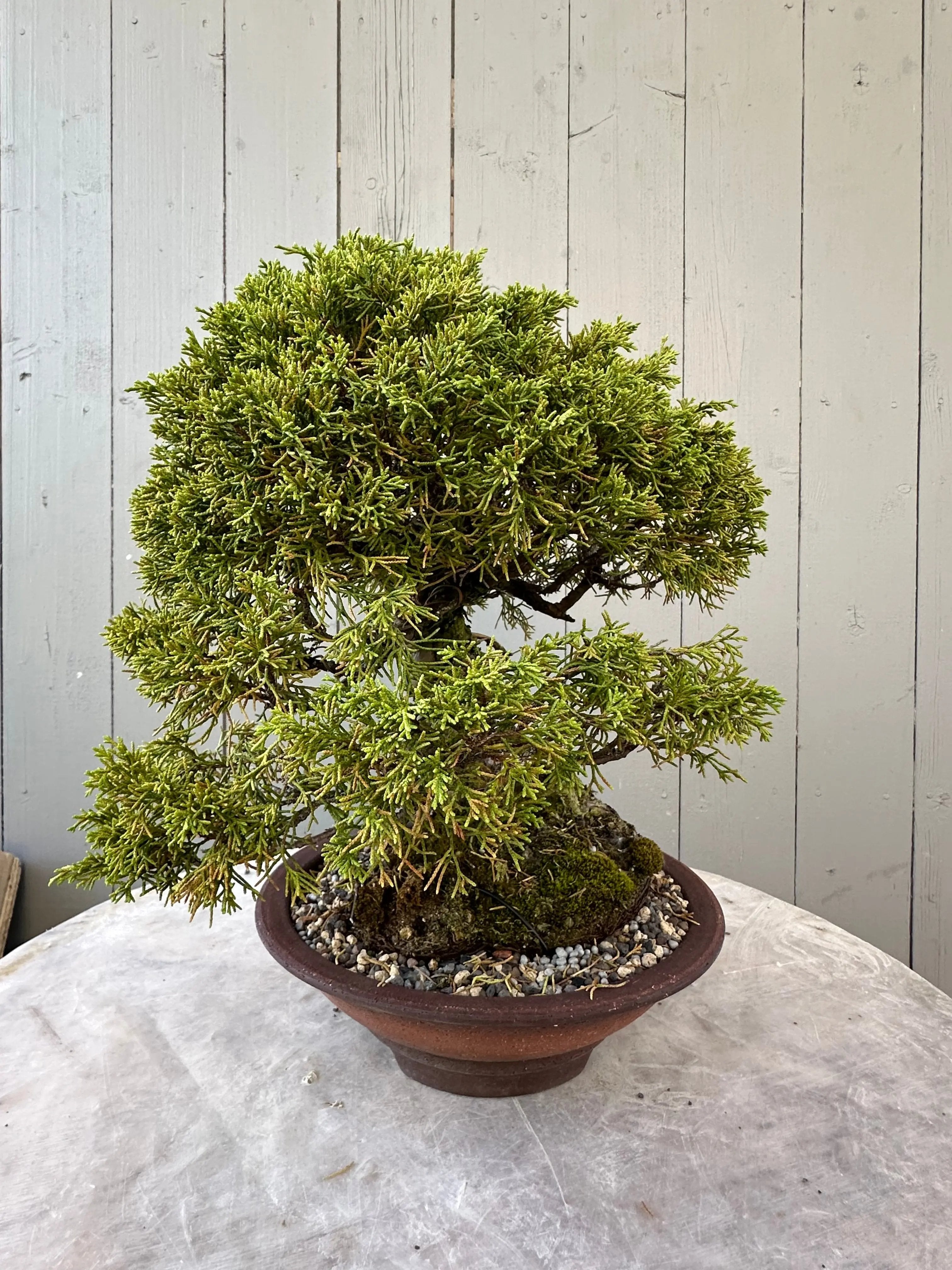 Juniper Itoigawa Canada Bonsai