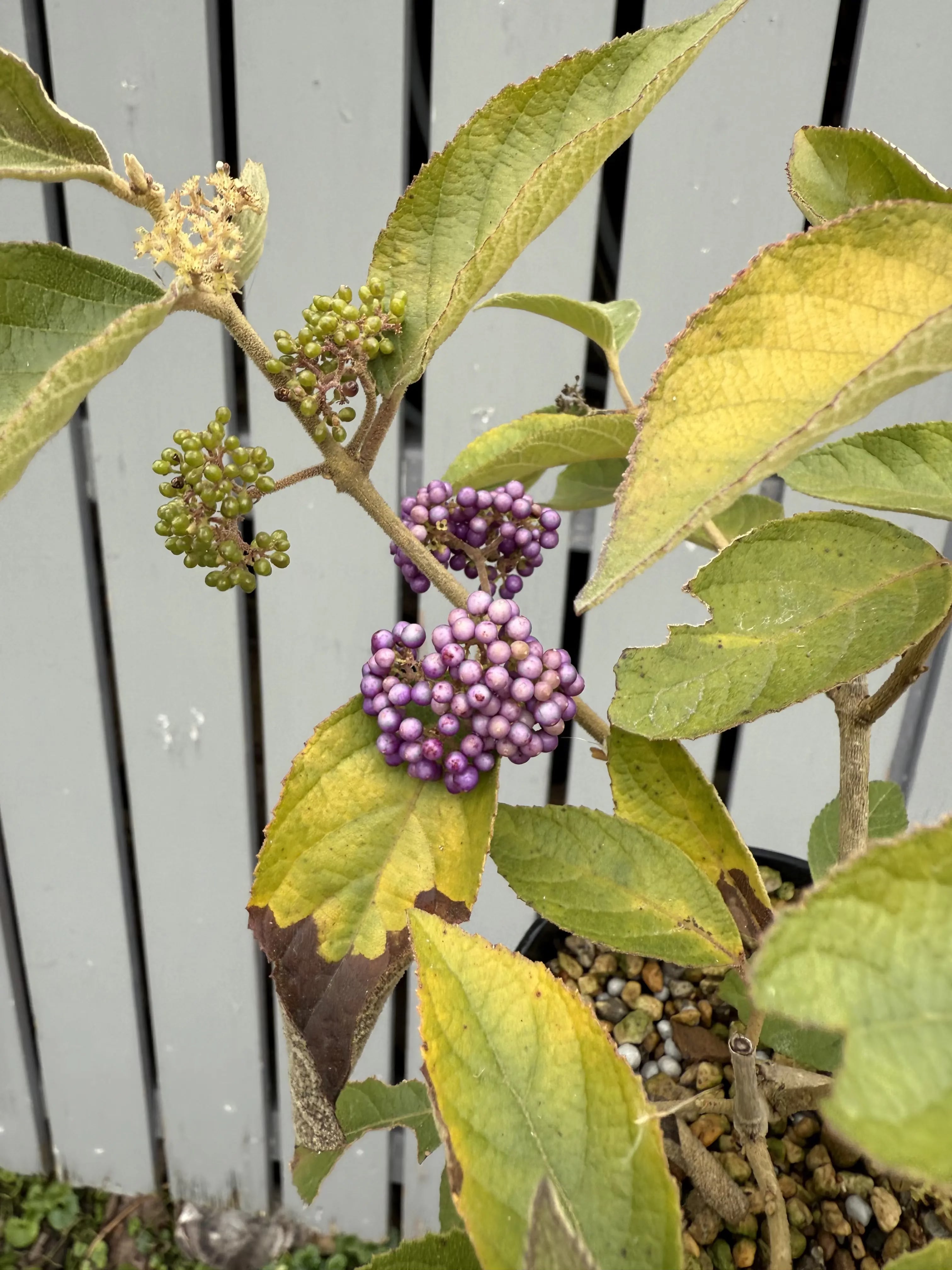 Callicarpa japonica 'NAKAYOSHI KOYOSHI' #2 Canada Bonsai