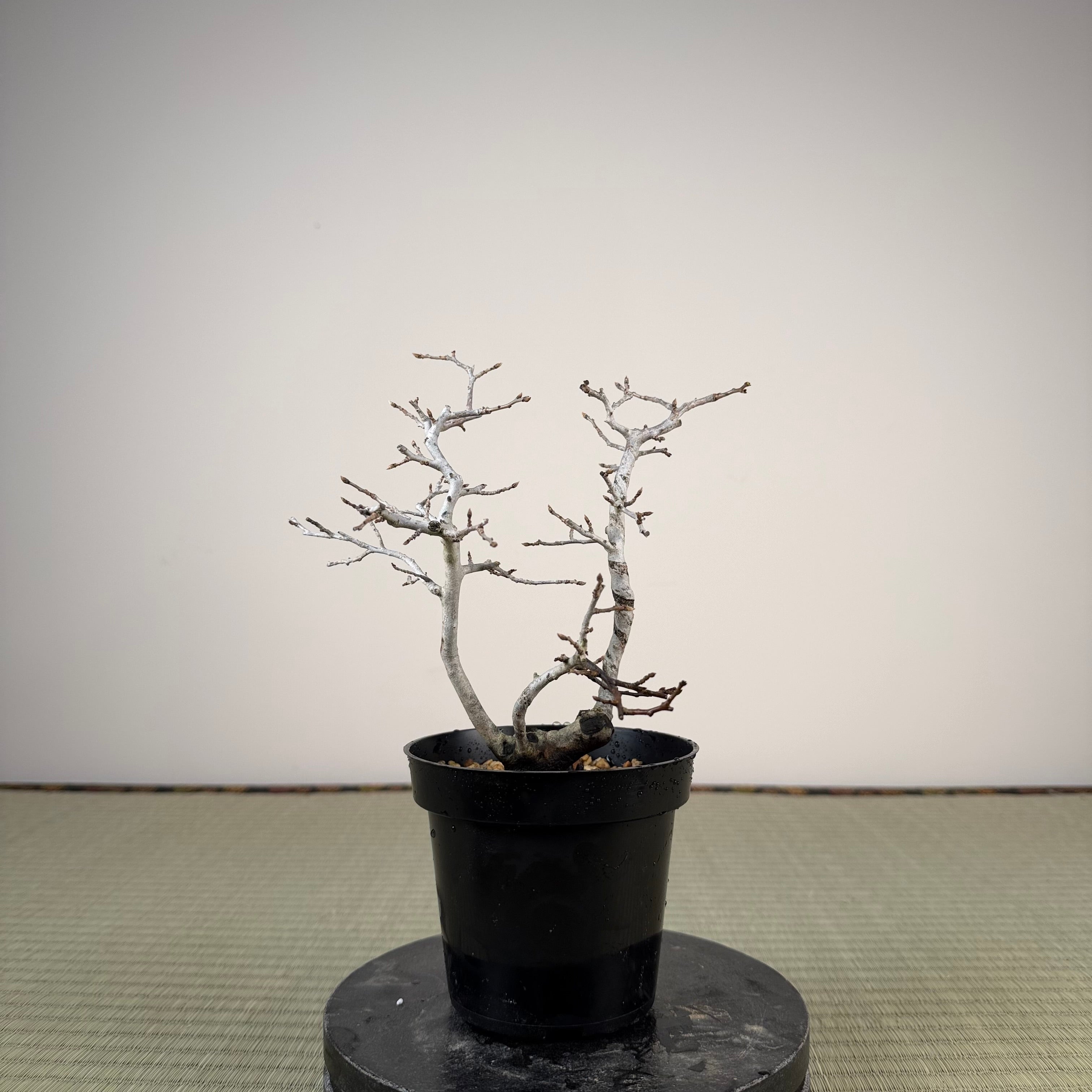 Diospyros rhombifolia (mâle)