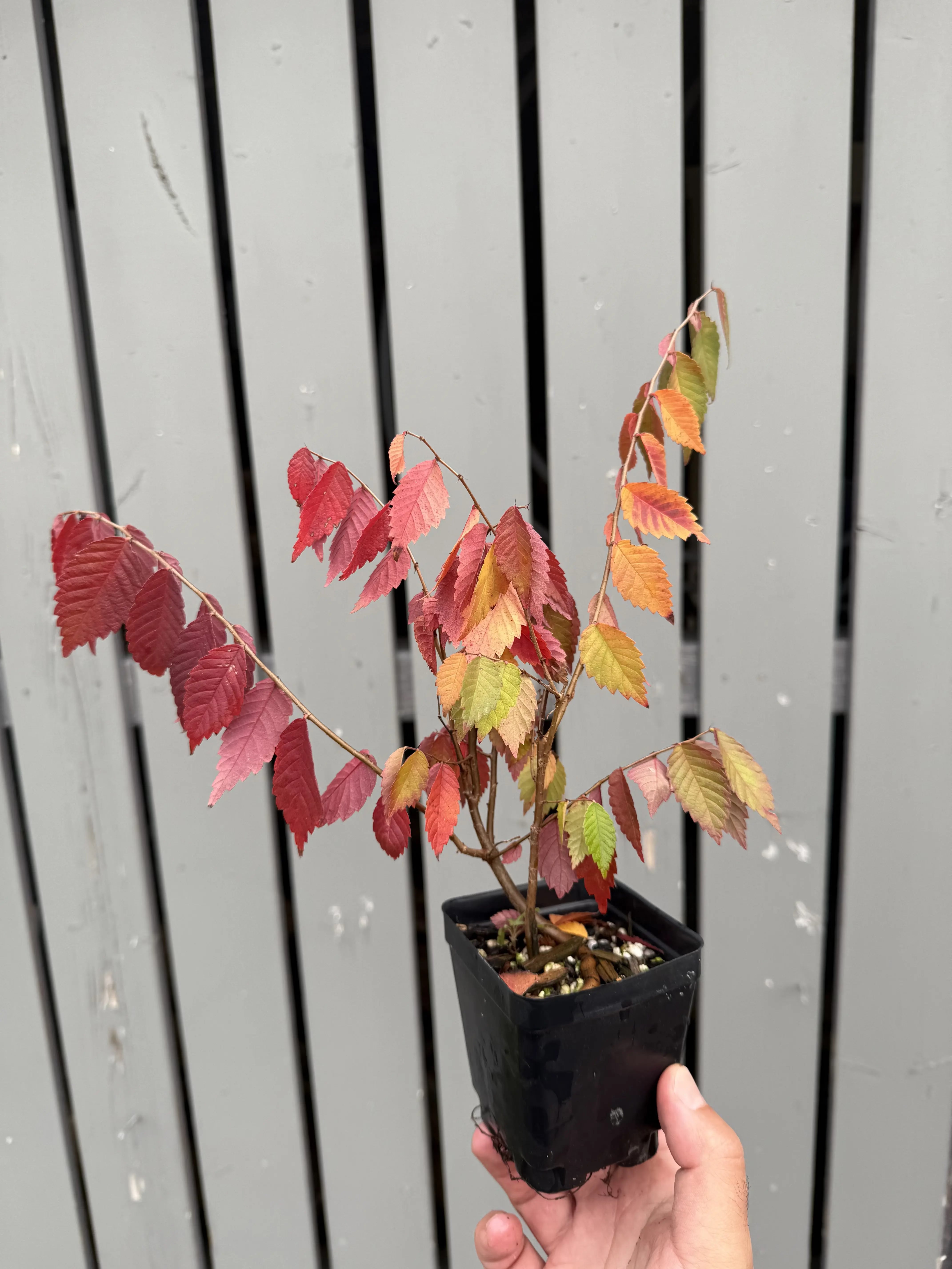 Zelkova serrata #1 Canada Bonsai