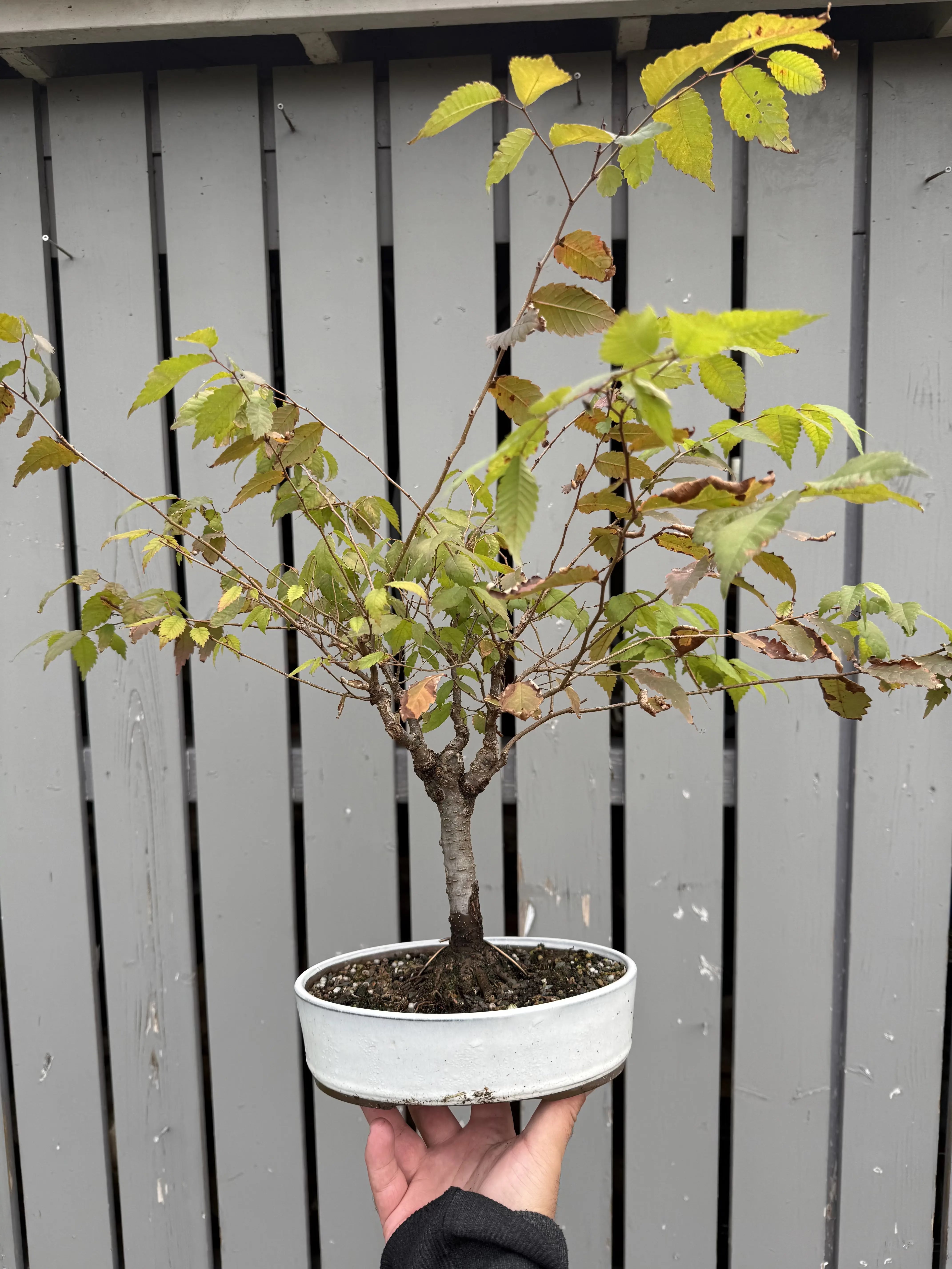 Zelkova serrata #7 Canada Bonsai
