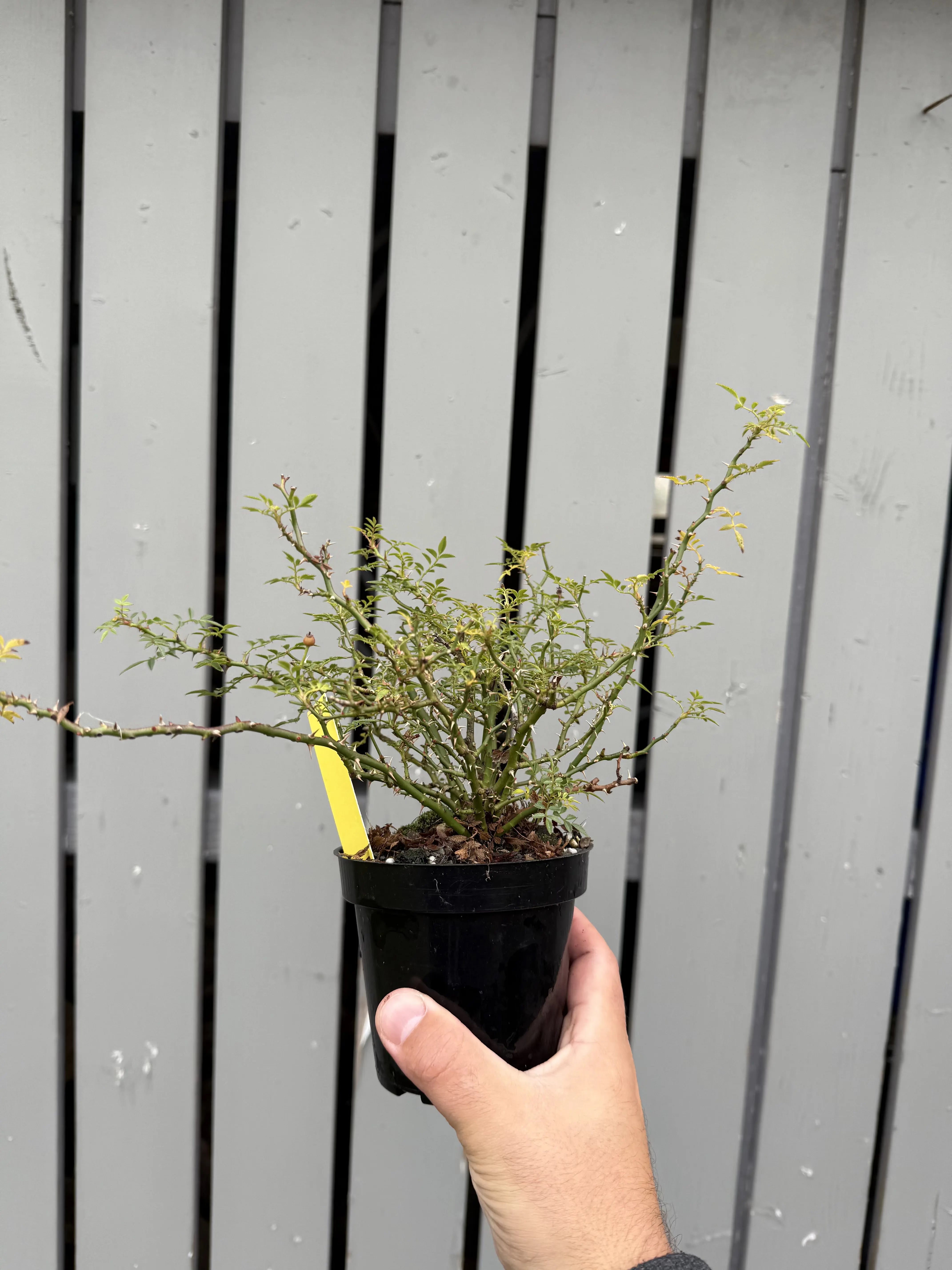 Rosa #4 Canada Bonsai