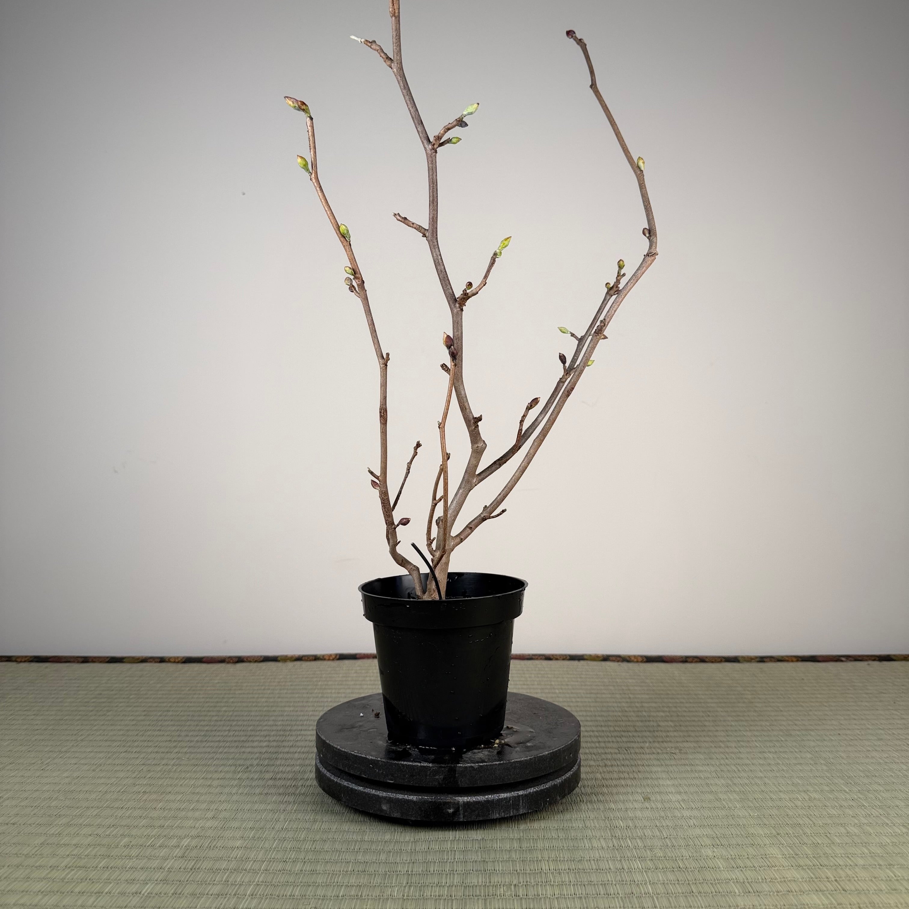 Corylopsis spicata