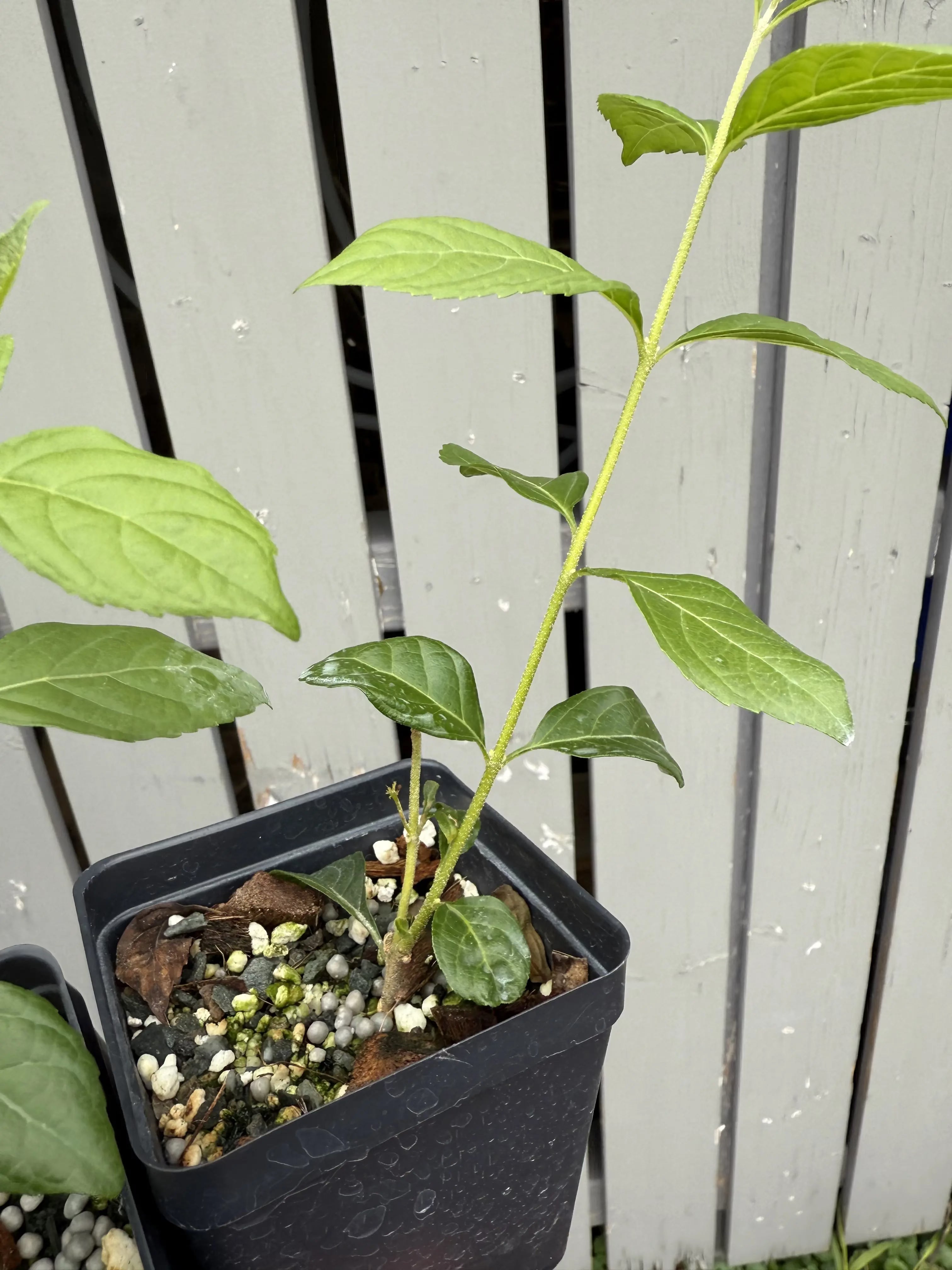 Callicarpa (White berries) Canada Bonsai
